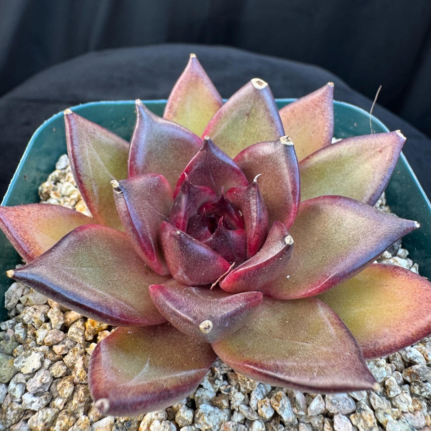 Echeveria ' Magic Chocolate ', single head , 2.7inches, R15
