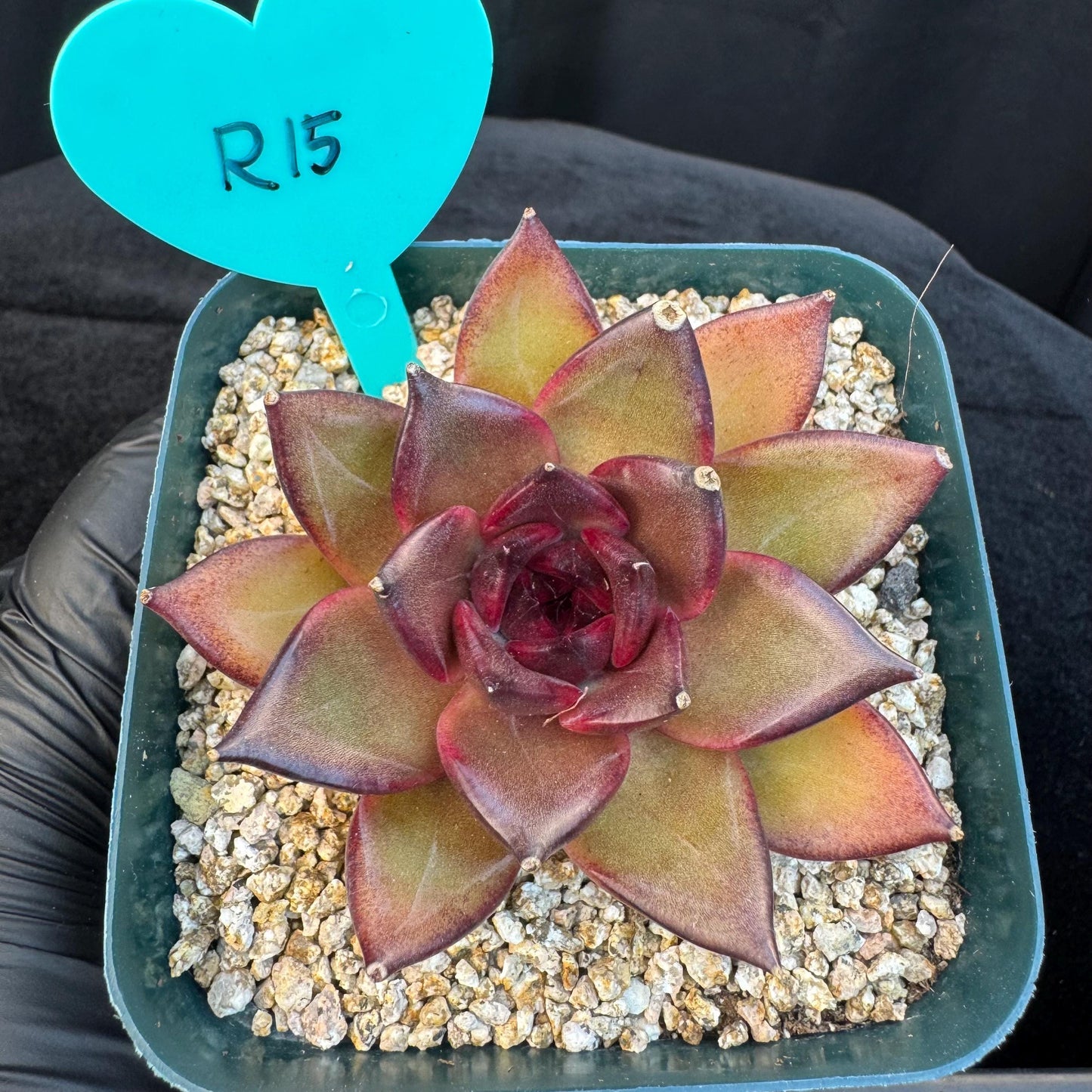 Echeveria ' Magic Chocolate ', single head , 2.7inches, R15