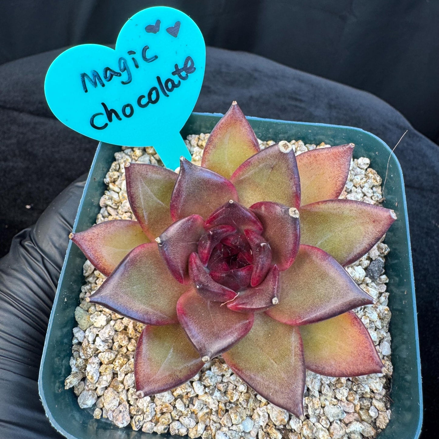 Echeveria ' Magic Chocolate ', single head , 2.7inches, R15