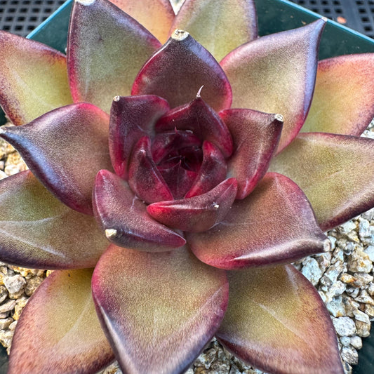 Echeveria ' Magic Chocolate ', single head , 2.7inches, R15