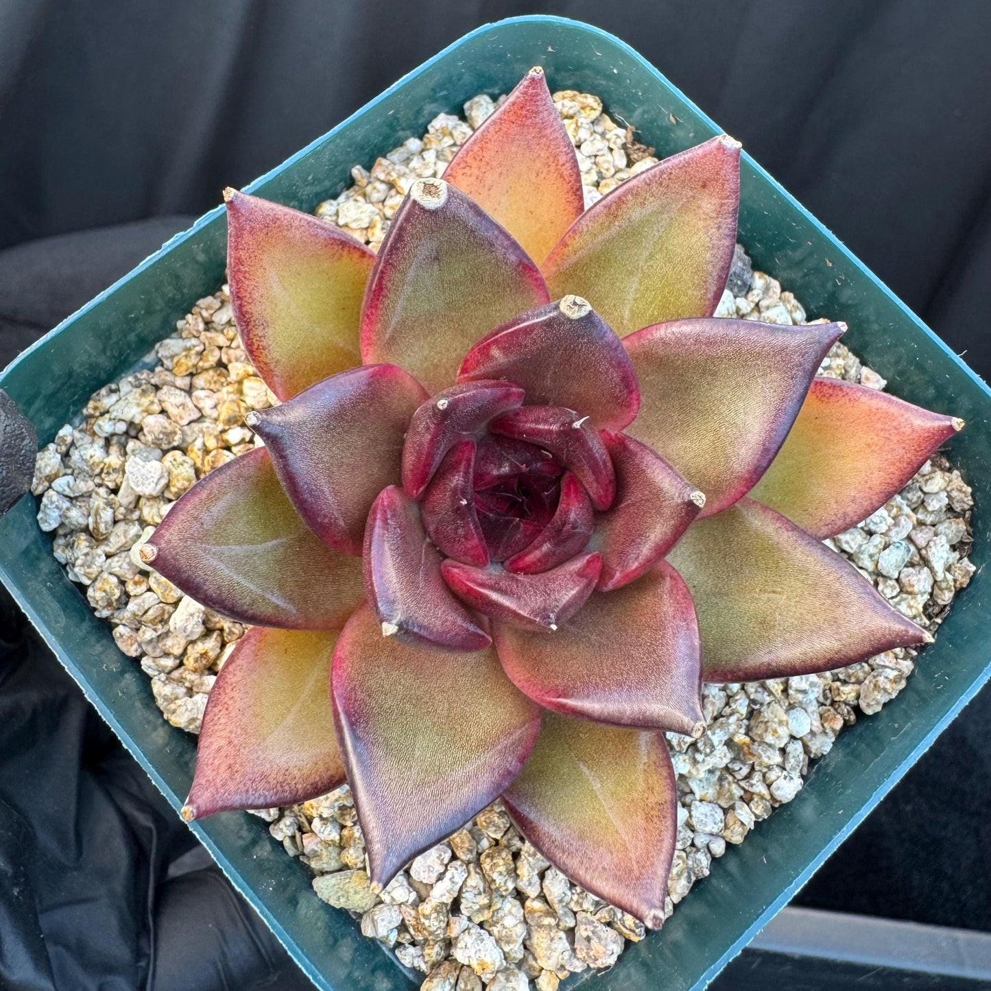 Echeveria ' Magic Chocolate ', single head , 2.7inches, R15
