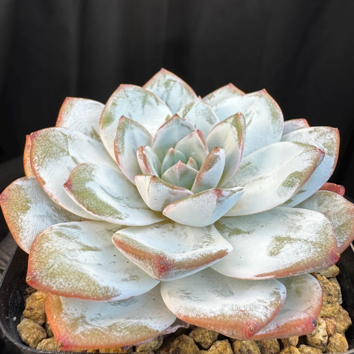 Echeveria ' Laui ', single head, 3.6inches, R03