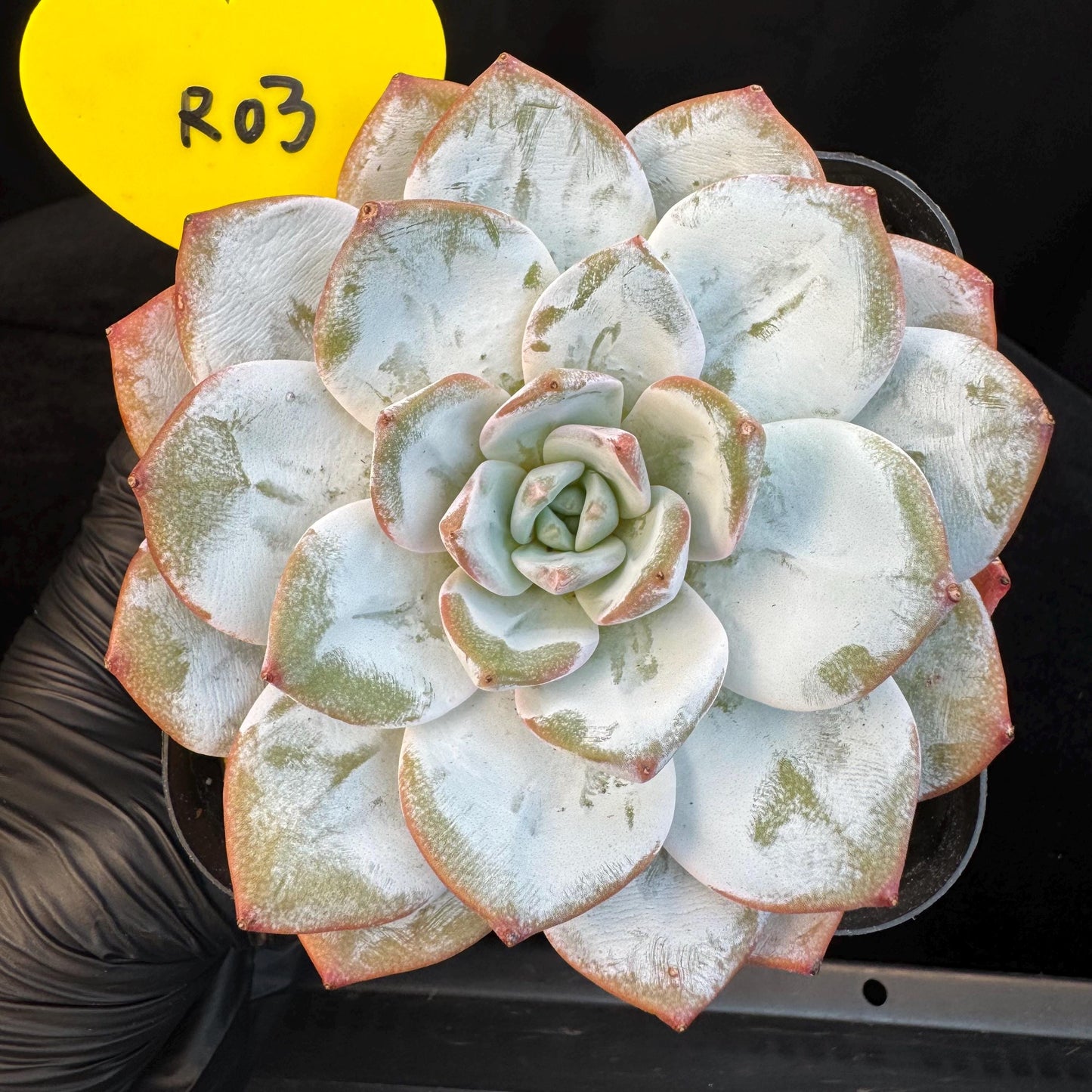 Echeveria ' Laui ', single head, 3.6inches, R03