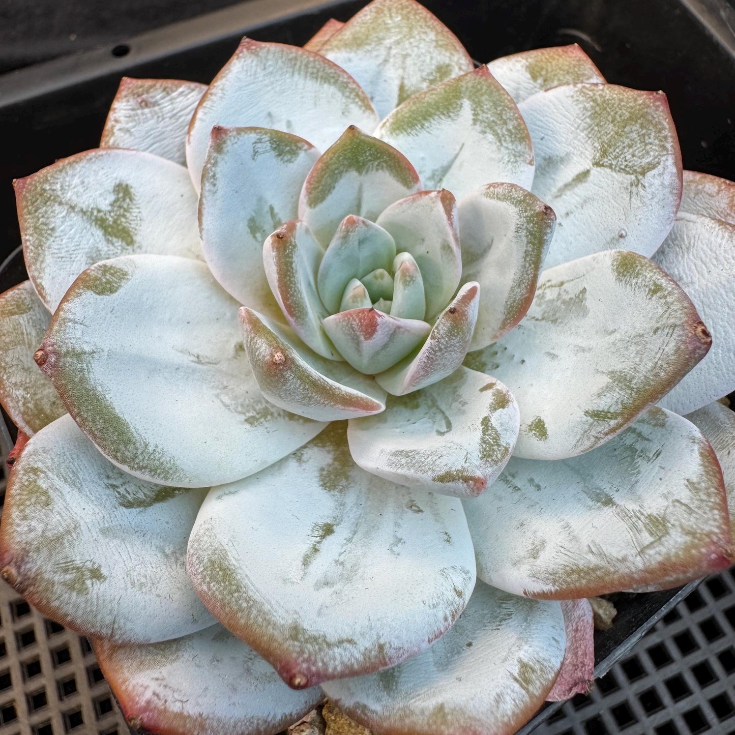 Echeveria ' Laui ', single head, 3.6inches, R03