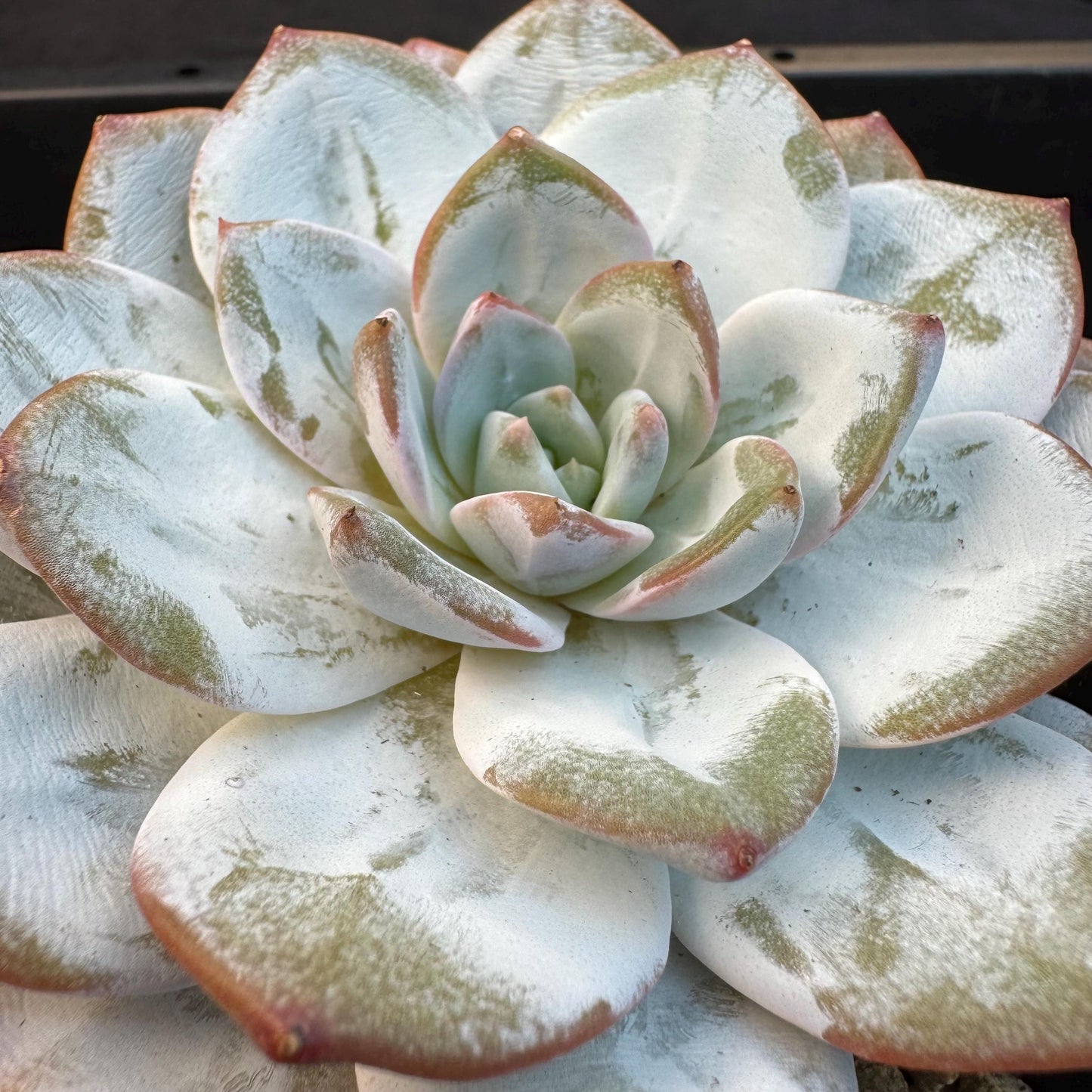 Echeveria ' Laui ', single head, 3.6inches, R03