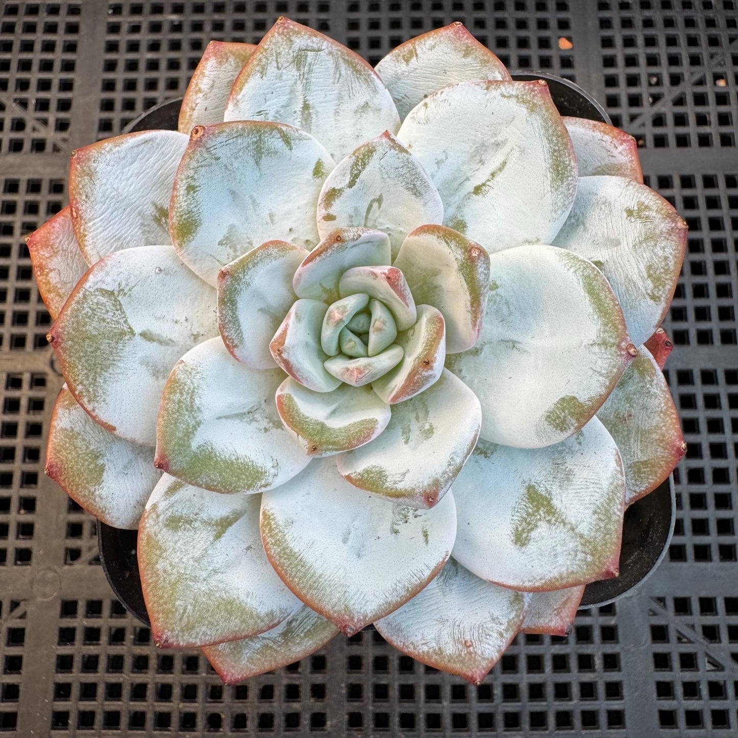 Echeveria ' Laui ', single head, 3.6inches, R03