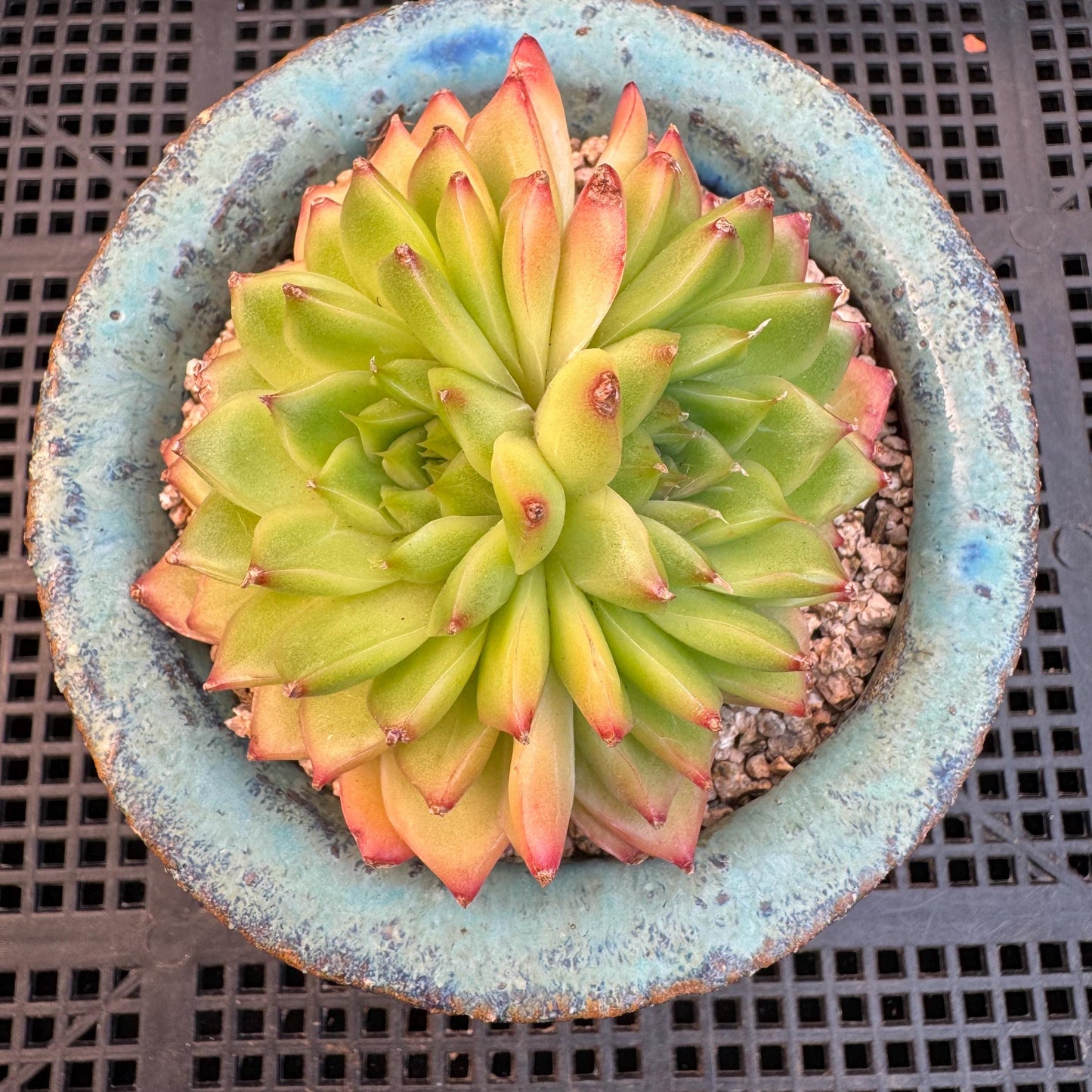 Echeveria' Perfume Lemon ', 1head, 3.0inches, R19