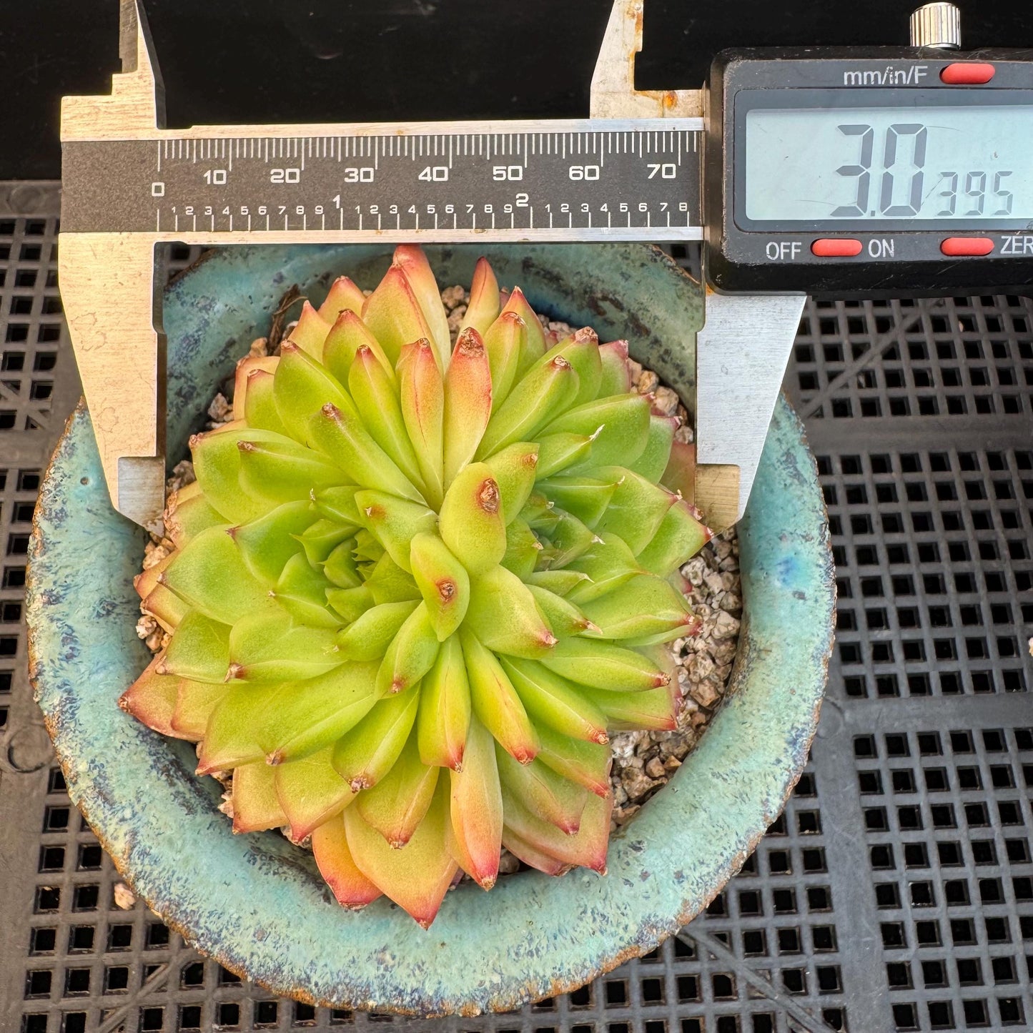 Echeveria' Perfume Lemon ', 1head, 3.0inches, R19