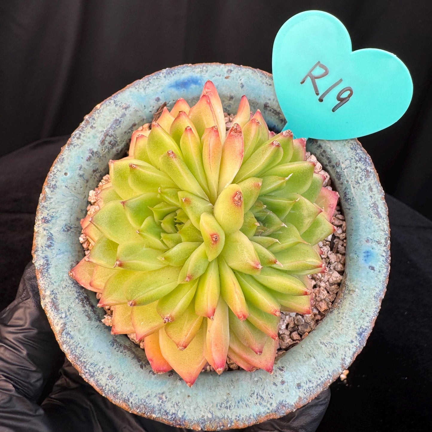 Echeveria' Perfume Lemon ', 1head, 3.0inches, R19