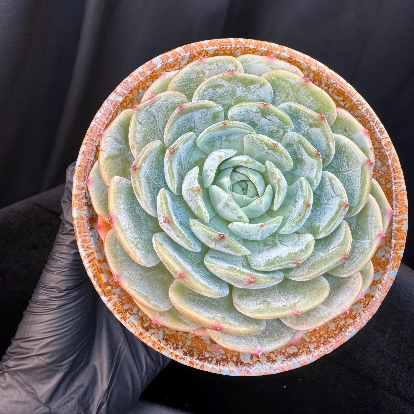 Echeveria ' Lauren ', single head , 3.6inches, R20