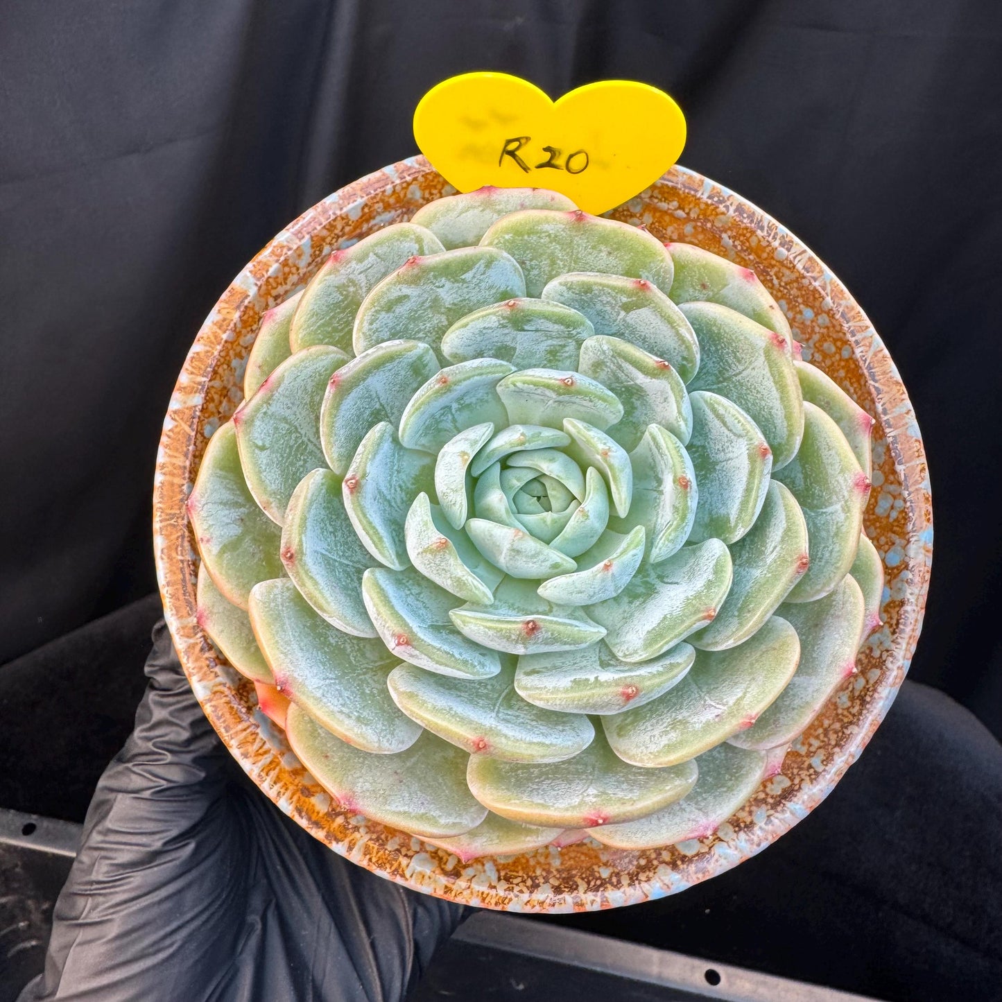Echeveria ' Lauren ', single head , 3.6inches, R20