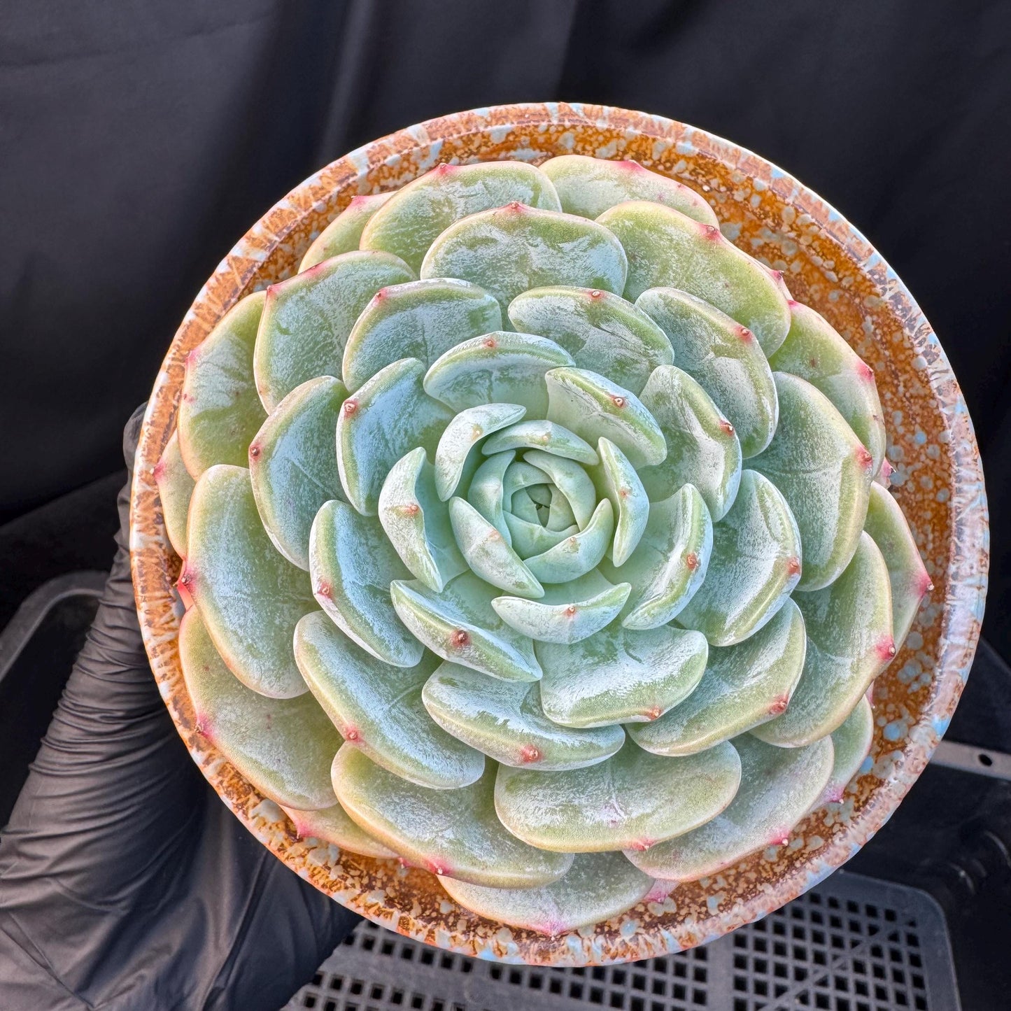 Echeveria ' Lauren ', single head , 3.6inches, R20