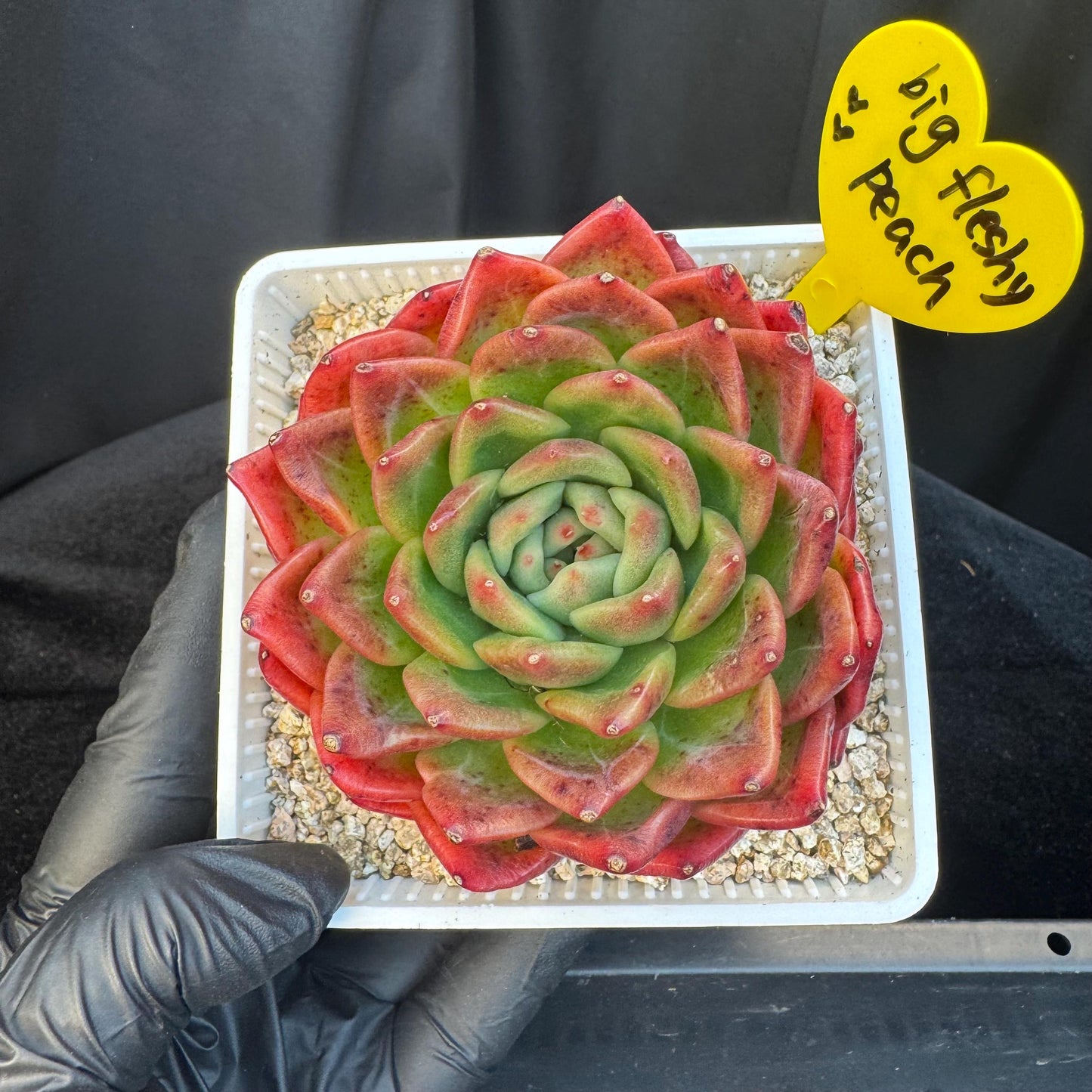 Echeveria ' big freshy peach', a single head, 3.1inches