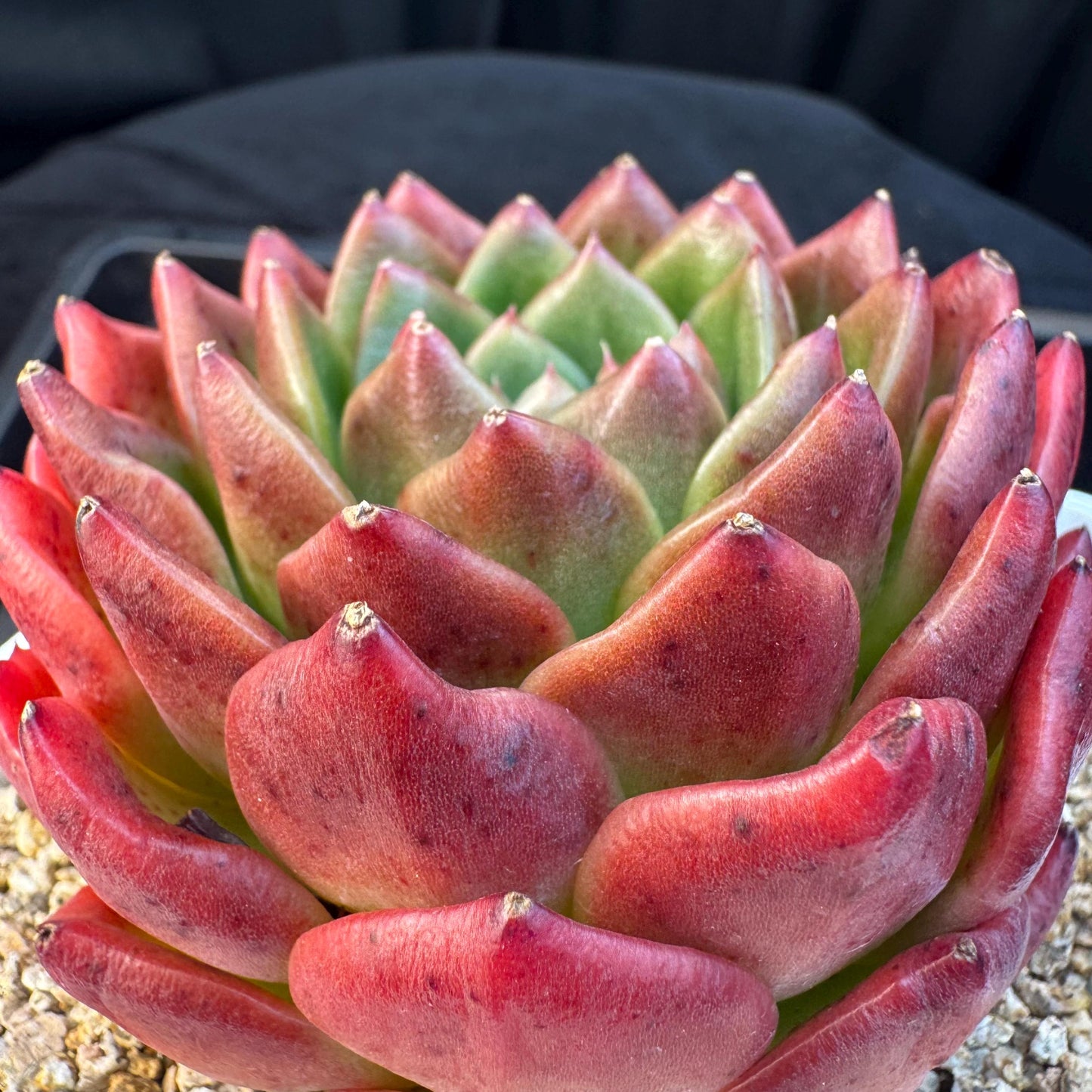 Echeveria ' big freshy peach', a single head, 3.1inches