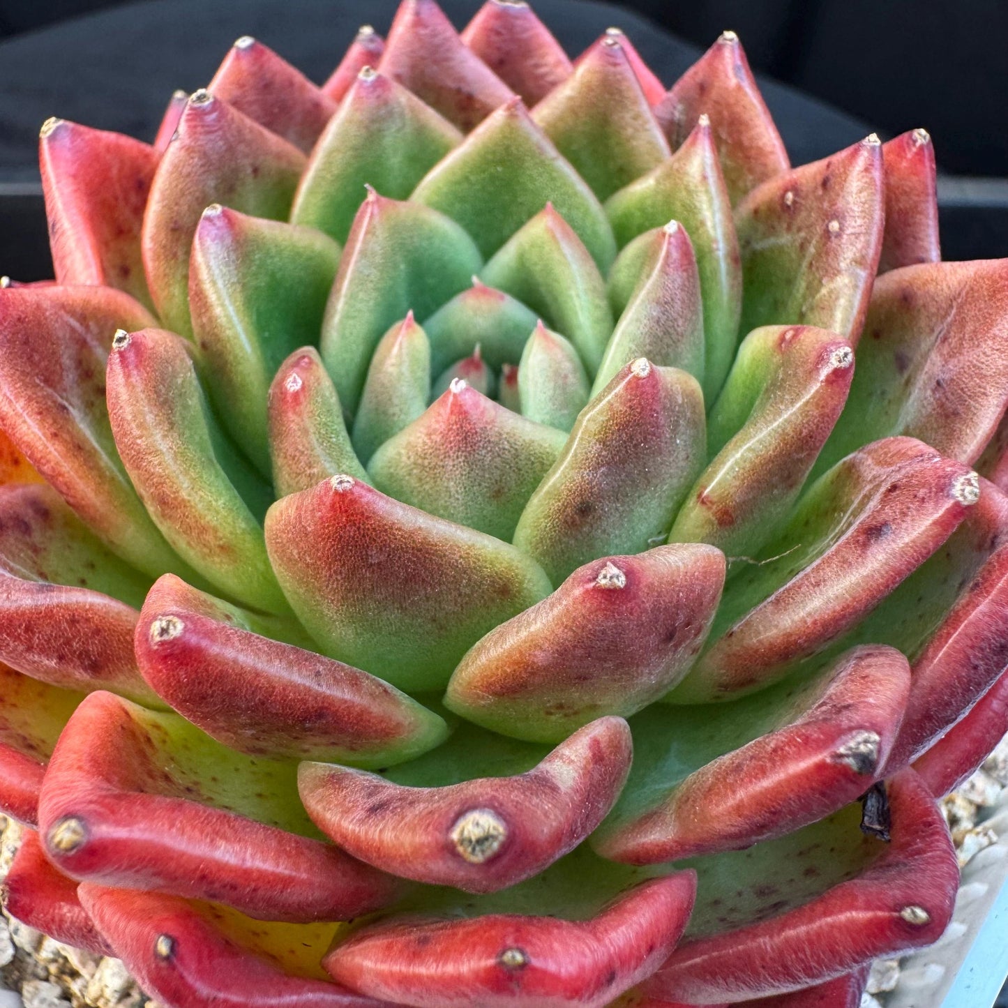 Echeveria ' big freshy peach', a single head, 3.1inches