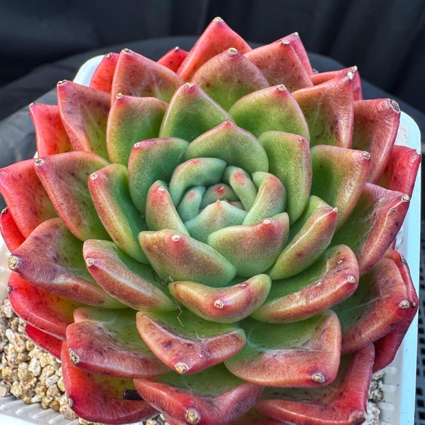 Echeveria ' big freshy peach', a single head, 3.1inches
