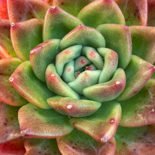 Echeveria ' big freshy peach', a single head, 3.1inches