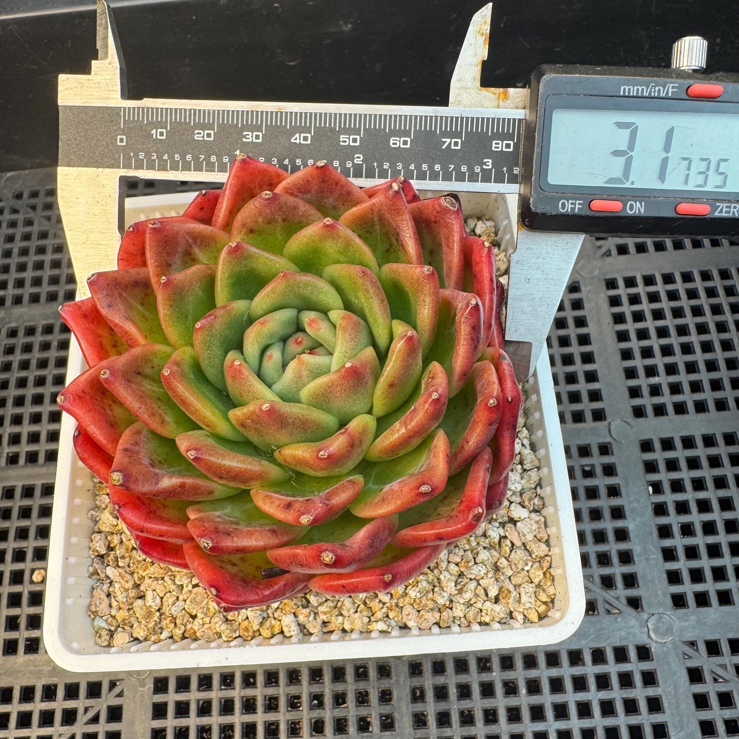 Echeveria ' big freshy peach', a single head, 3.1inches
