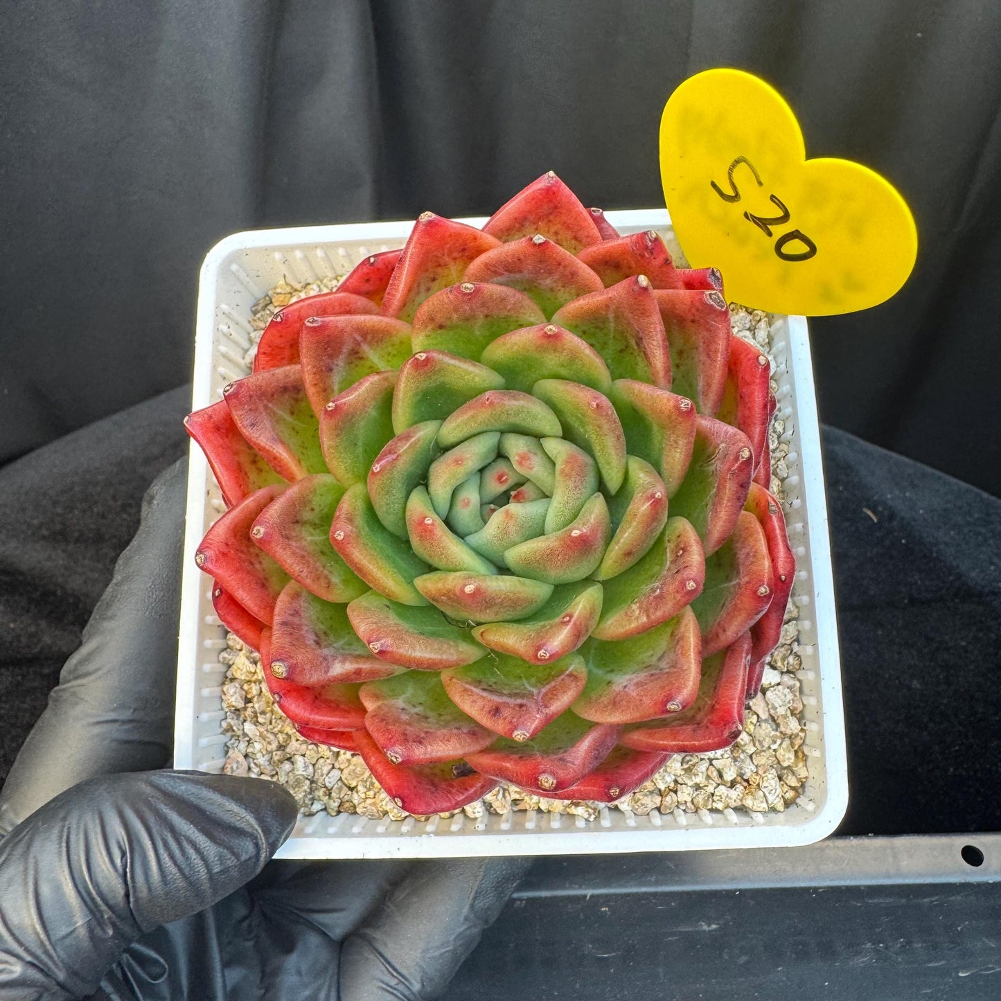 Echeveria ' big freshy peach', a single head, 3.1inches