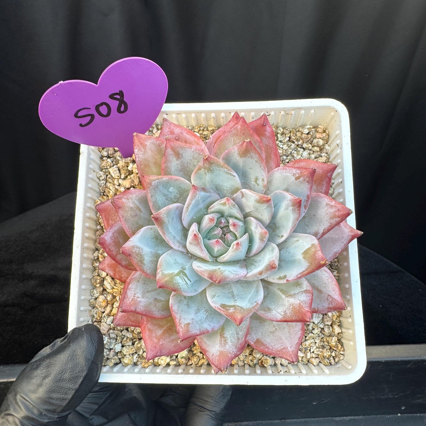 Echeveria ' blue bird',single head , 3.5inches, S08