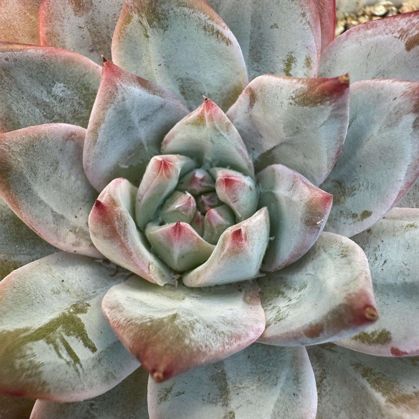 Echeveria ' blue bird',single head , 3.5inches, S08