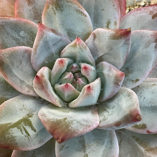 Echeveria ' blue bird',single head , 3.5inches, S08