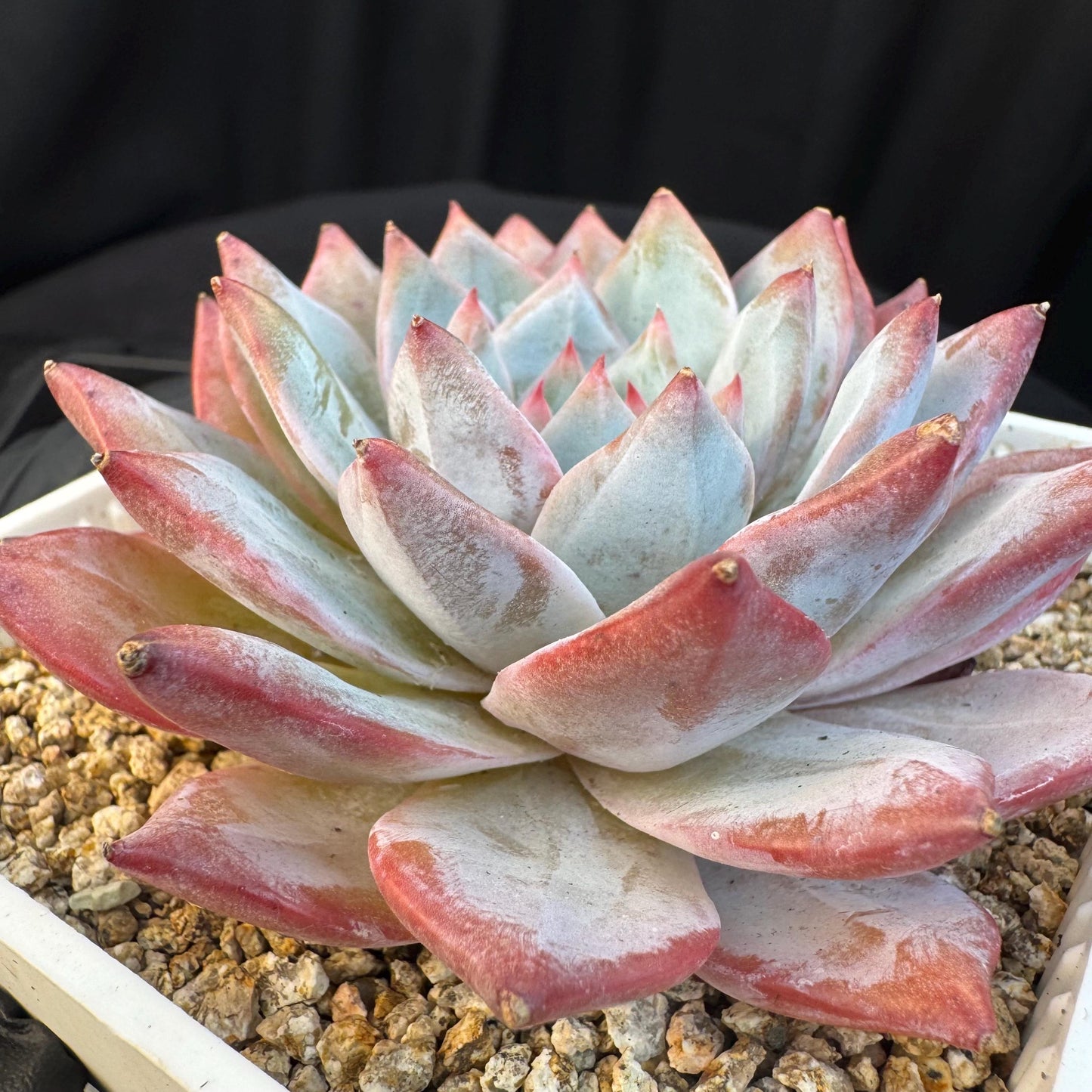 Echeveria ' blue bird',single head , 3.5inches, S08