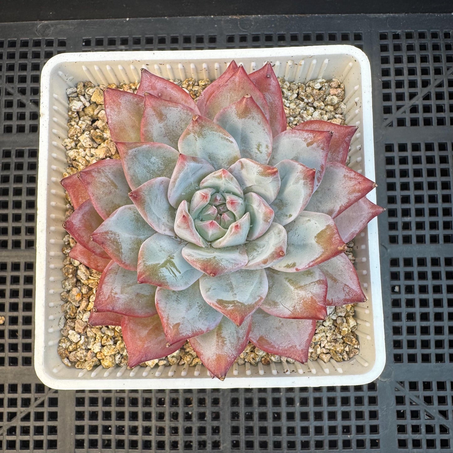 Echeveria ' blue bird',single head , 3.5inches, S08