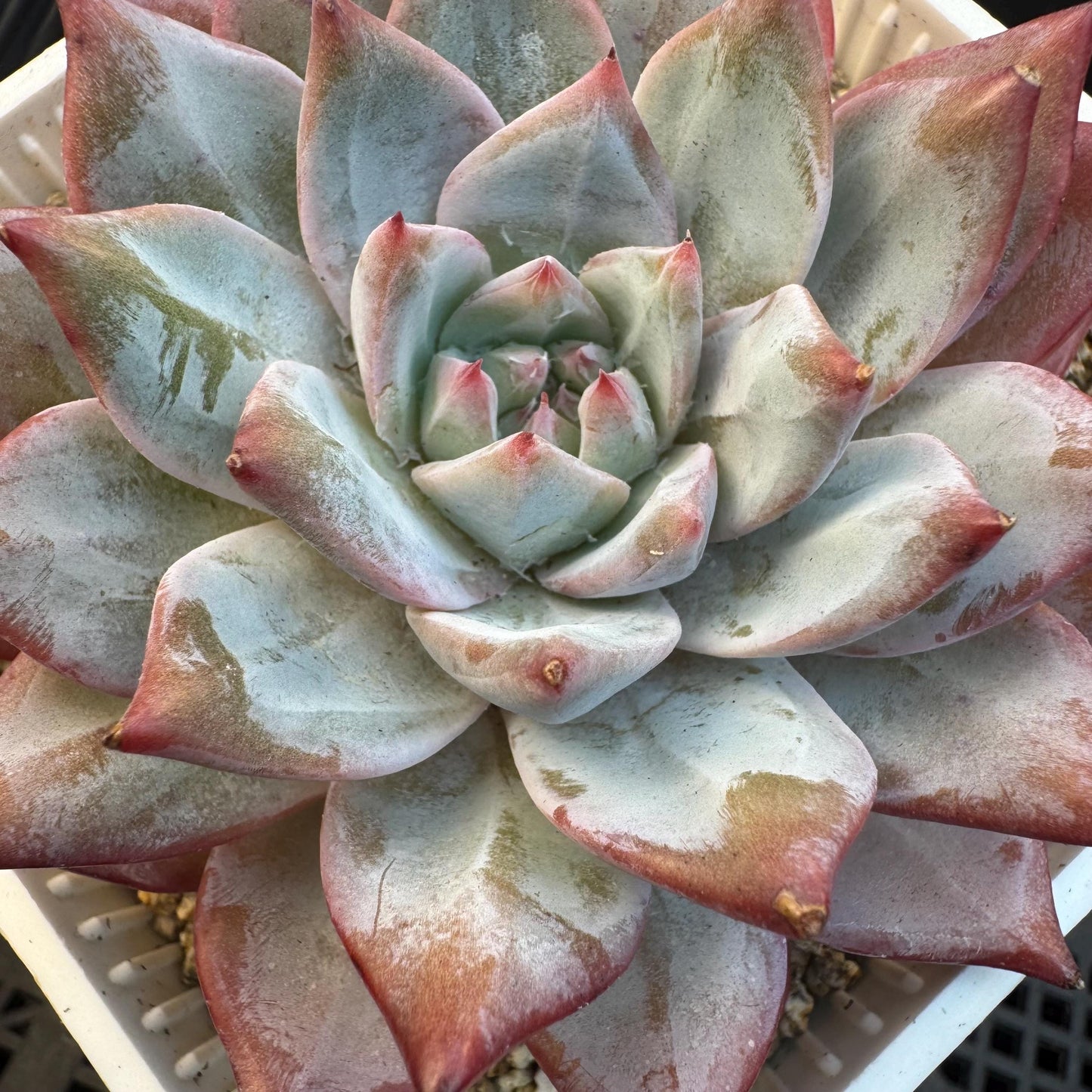Echeveria ' blue bird',single head , 3.5inches, S08