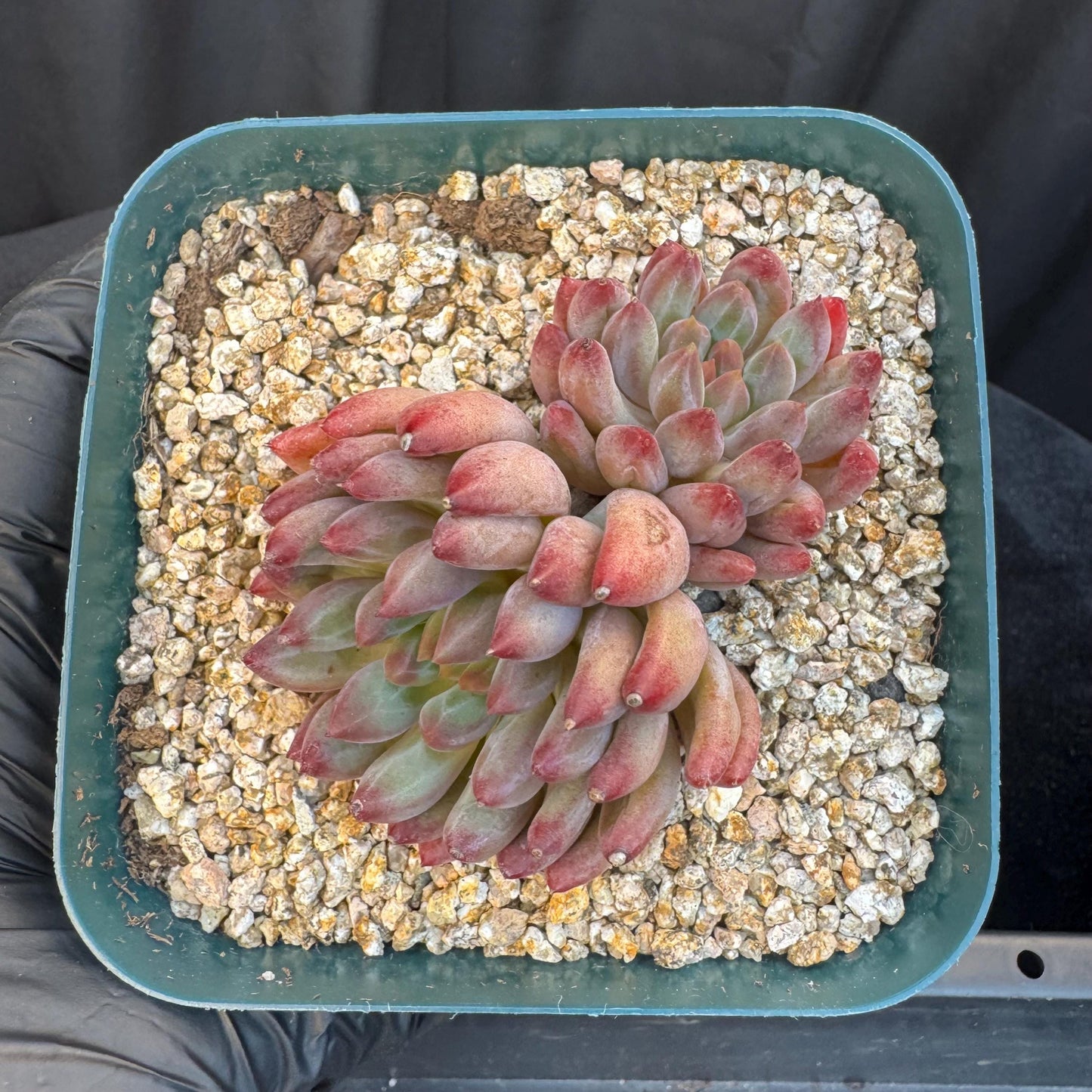 Echeveria ' goldfish hime', 2heads, 2.7inches, S11