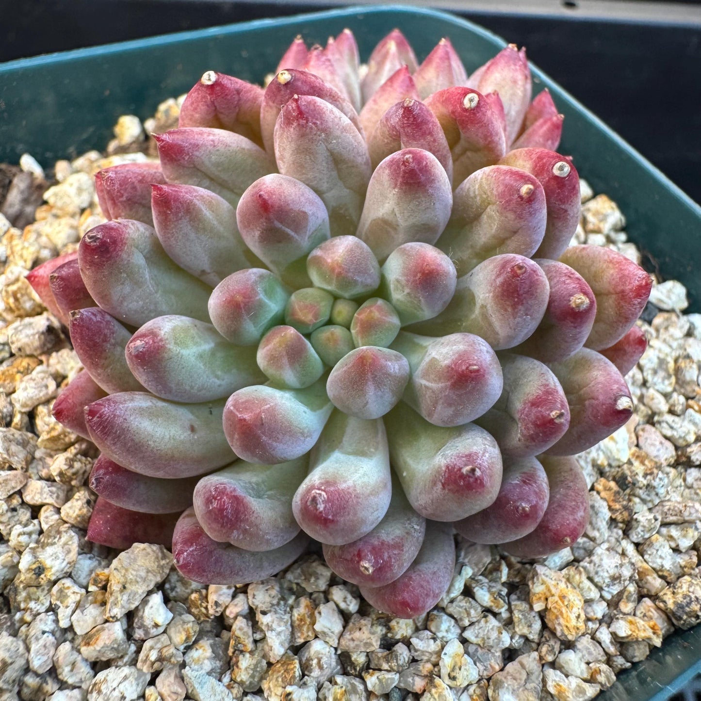 Echeveria ' goldfish hime', 2heads, 2.7inches, S11