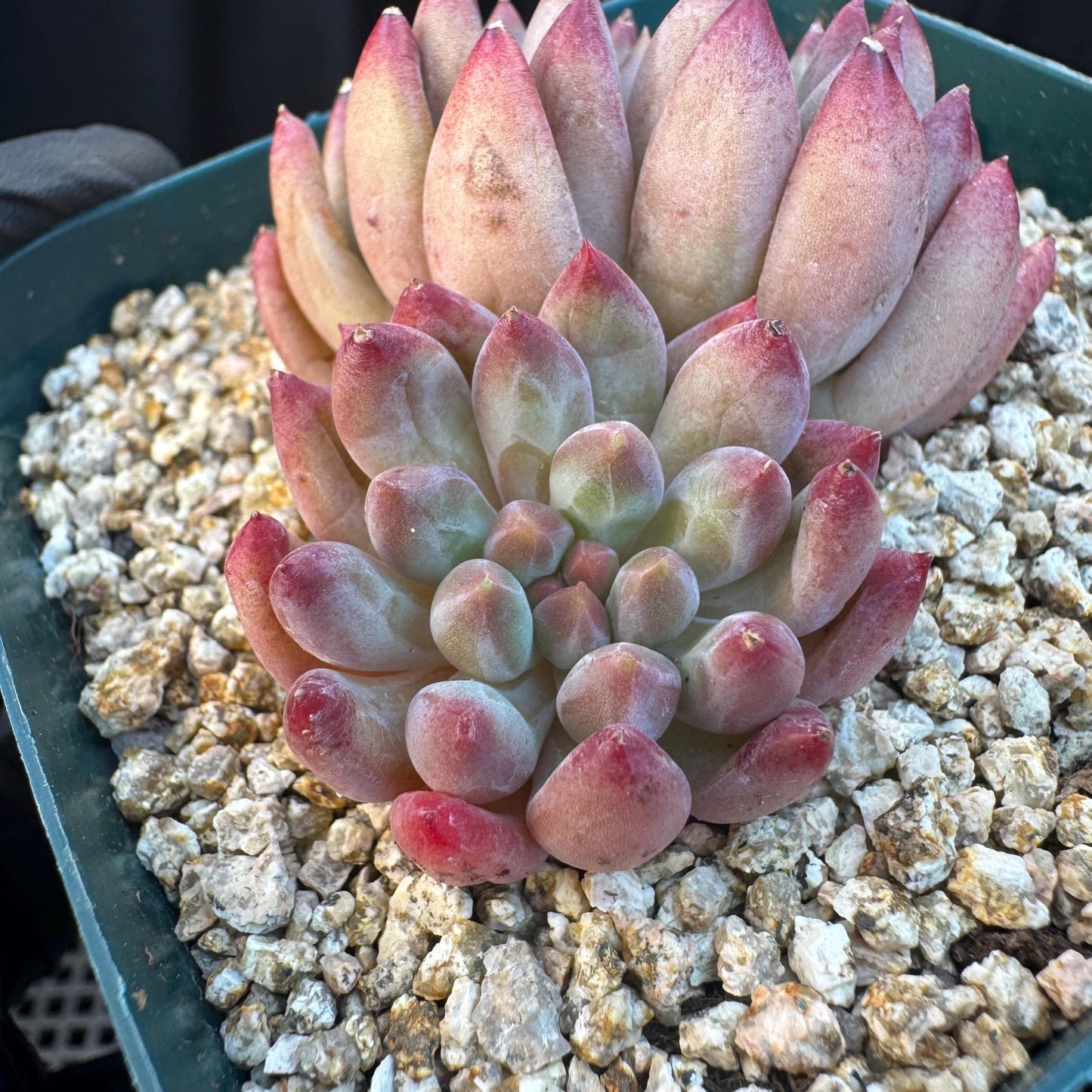 Echeveria ' goldfish hime', 2heads, 2.7inches, S11