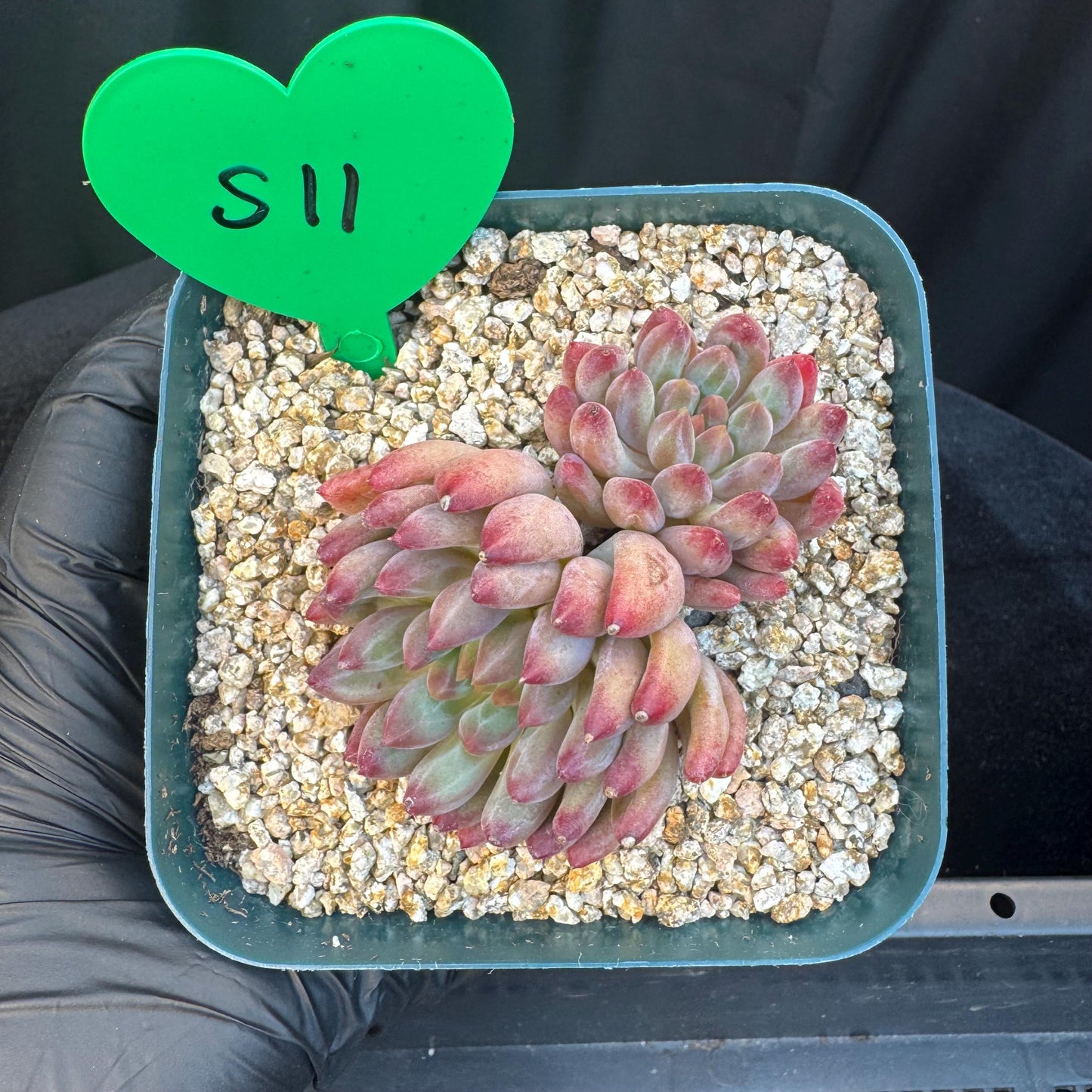 Echeveria ' goldfish hime', 2heads, 2.7inches, S11