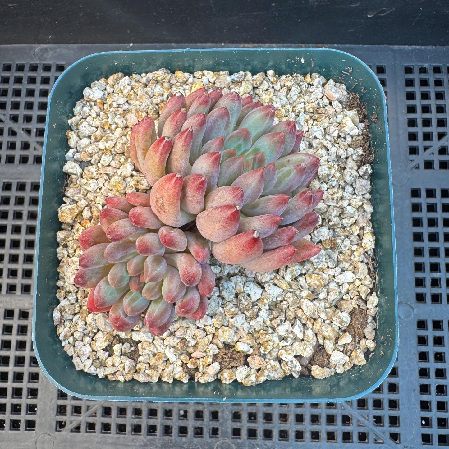 Echeveria ' goldfish hime', 2heads, 2.7inches, S11