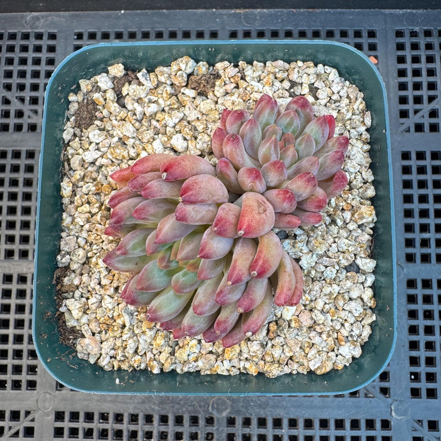 Echeveria ' goldfish hime', 2heads, 2.7inches, S11