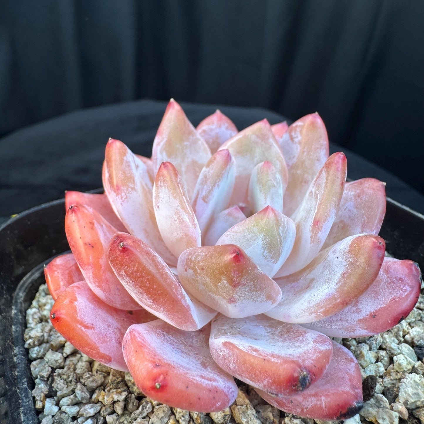 Aeonium' Snow angel ',single head, 2.8inches, S10