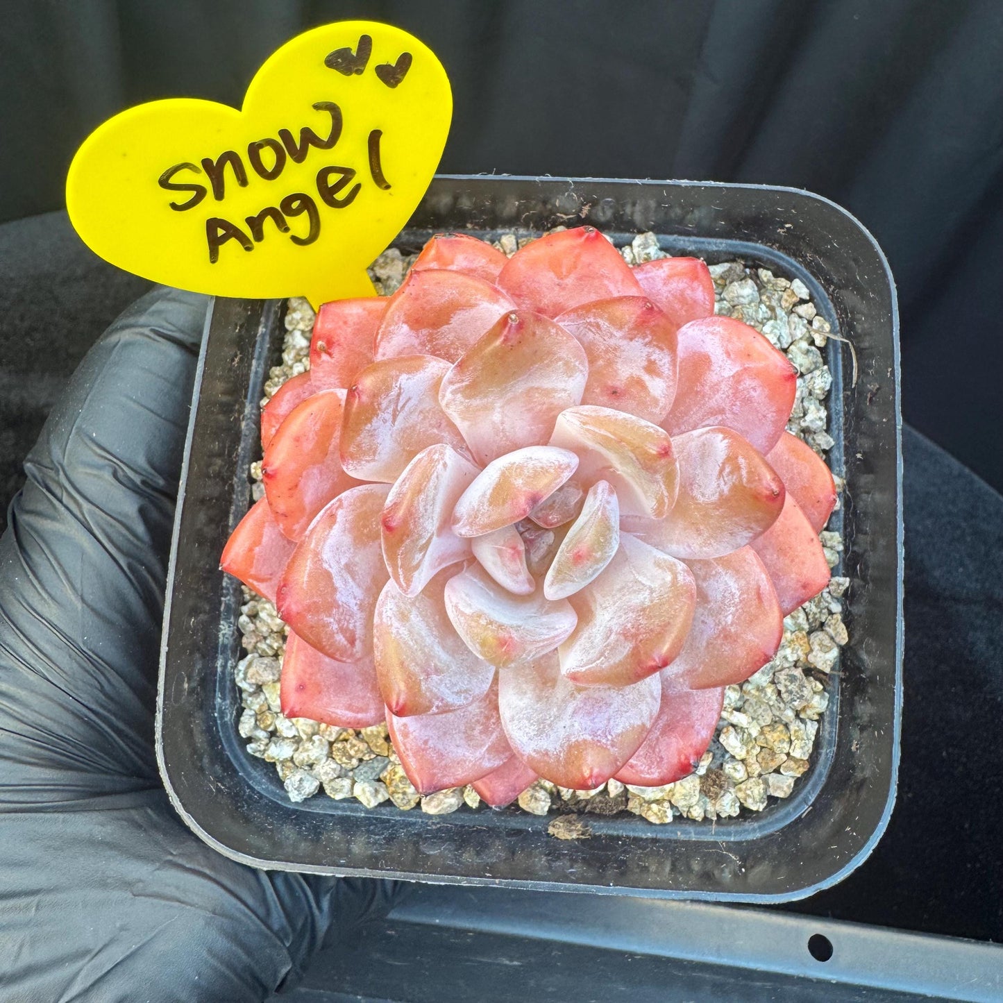 Aeonium' Snow angel ',single head, 2.8inches, S10