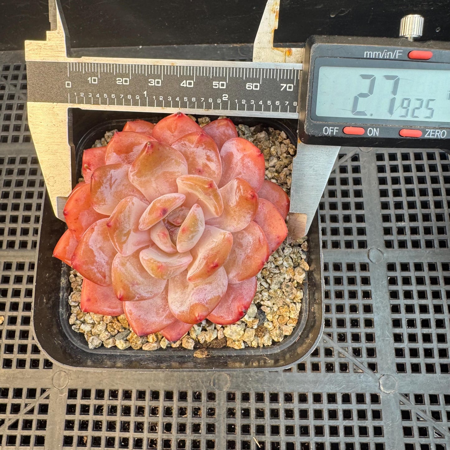 Aeonium' Snow angel ',single head, 2.8inches, S10