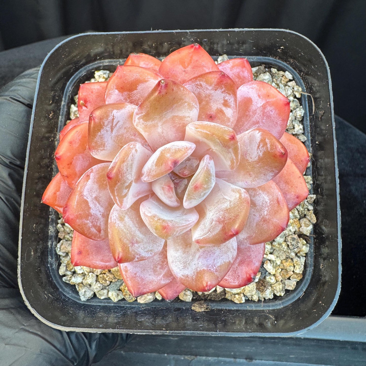 Aeonium' Snow angel ',single head, 2.8inches, S10