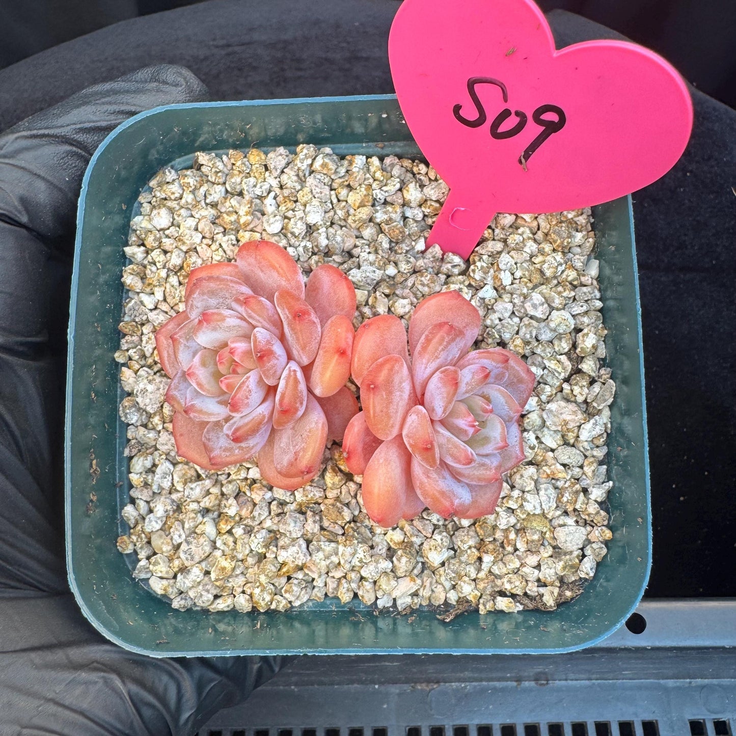 Echeveria ' Star Orange ', small 2 heads, 2.5inches, S09