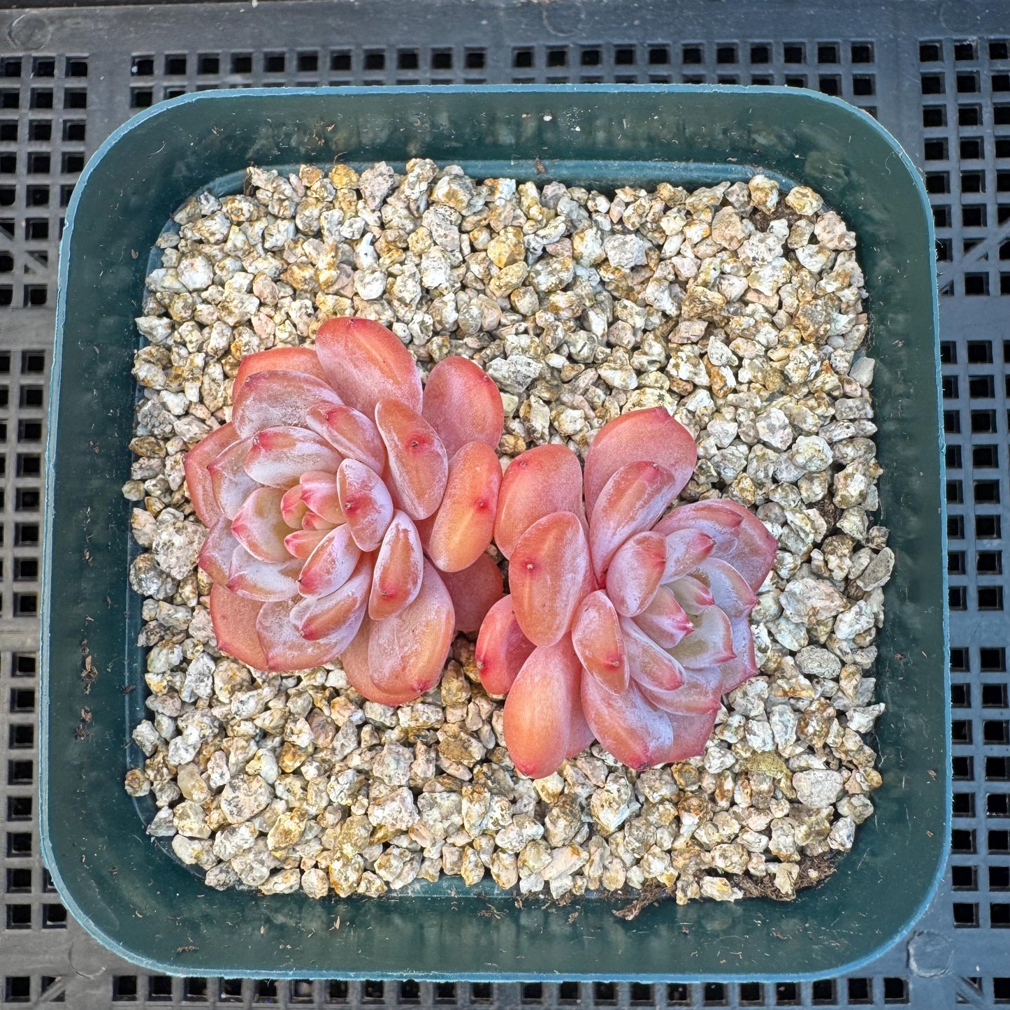 Echeveria ' Star Orange ', small 2 heads, 2.5inches, S09