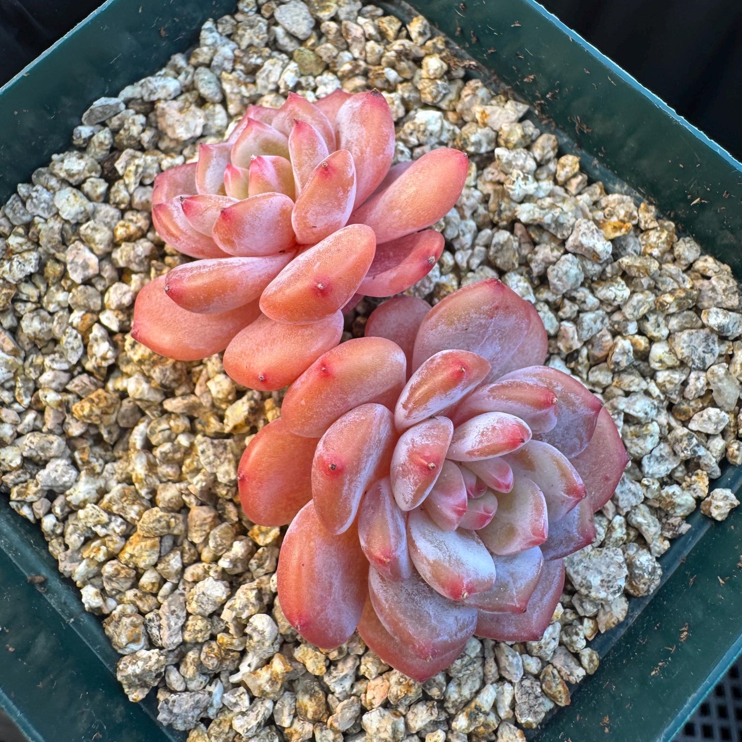 Echeveria ' Star Orange ', small 2 heads, 2.5inches, S09