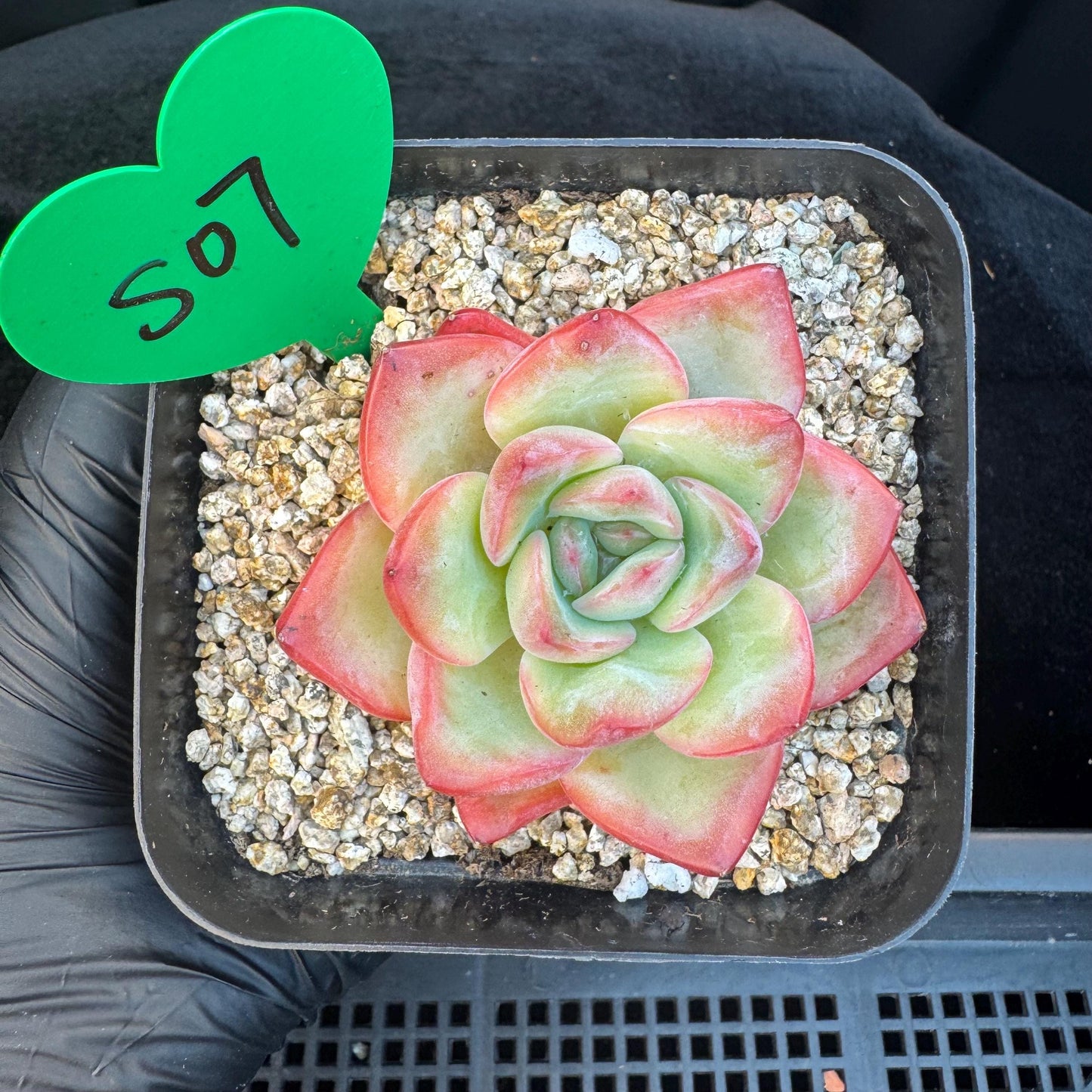 Echeveria ' Strawerrypuff ', small single head, 2.7inches, S07