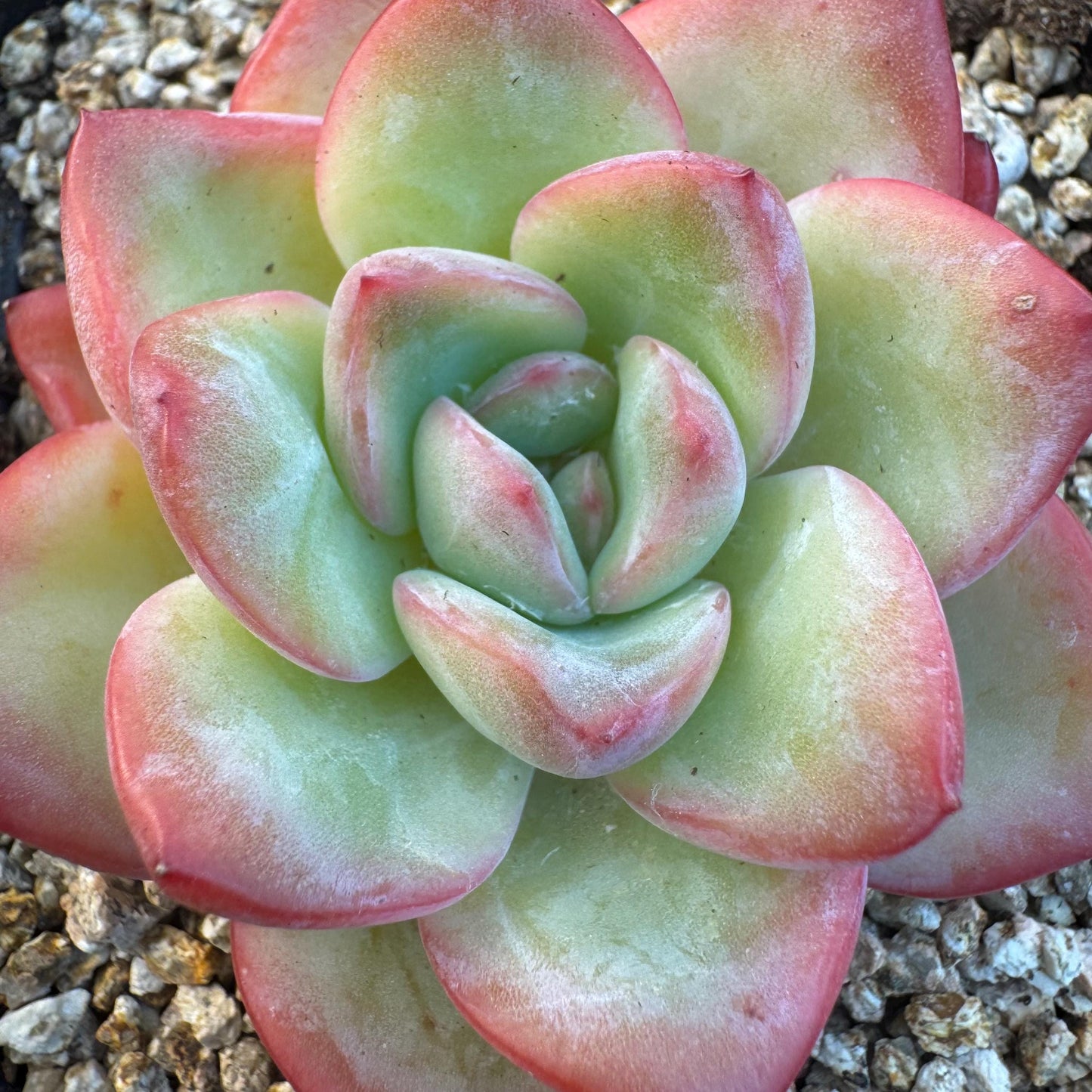 Echeveria ' Strawerrypuff ', small single head, 2.7inches, S07