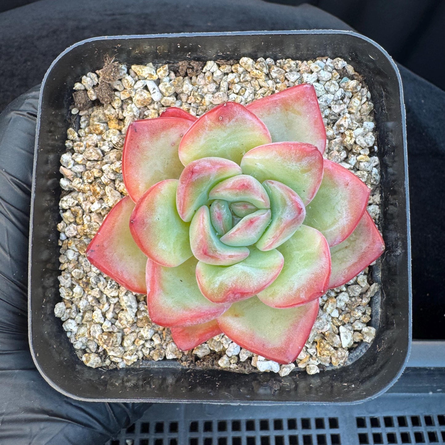 Echeveria ' Strawerrypuff ', small single head, 2.7inches, S07