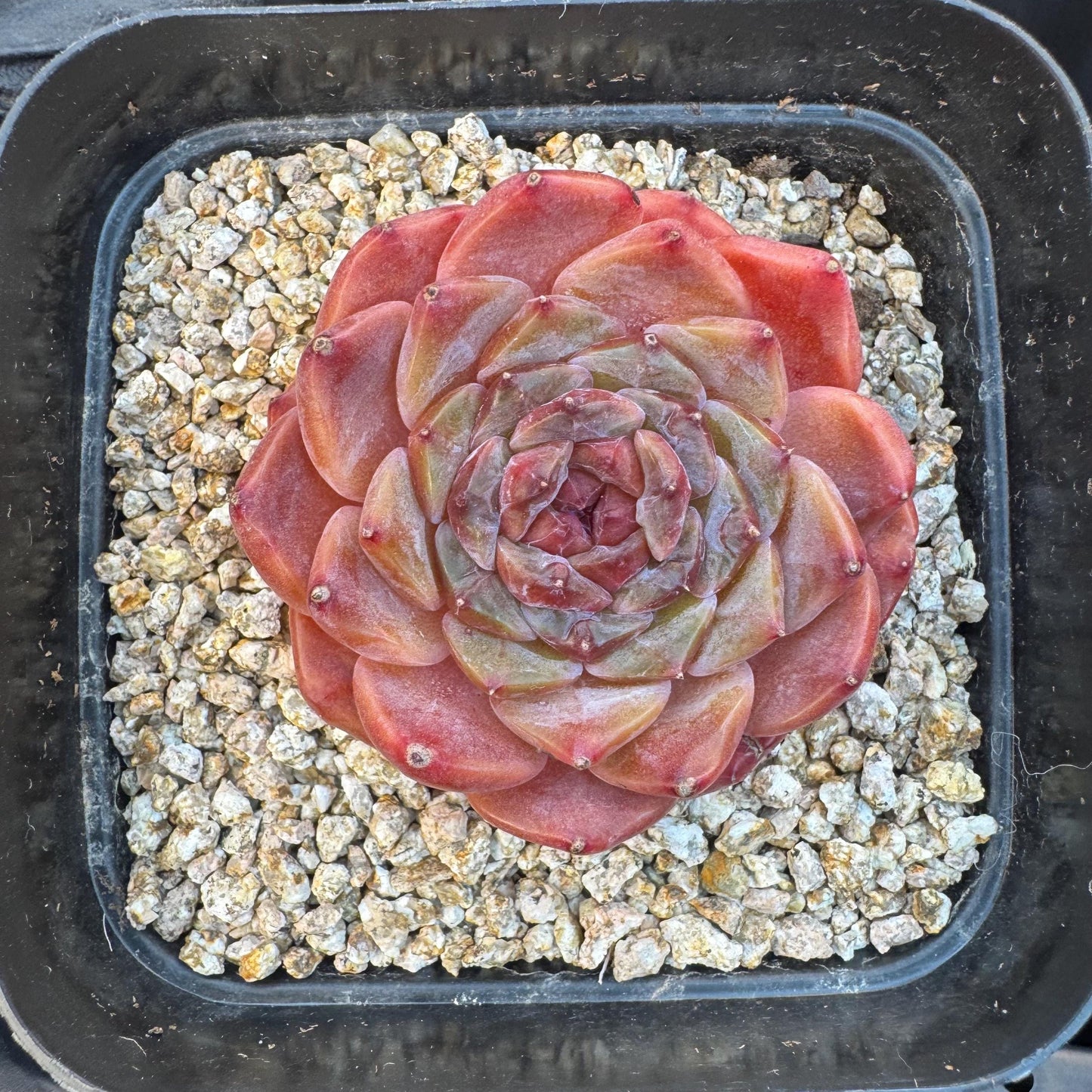 Echeveria ' sugar heart ice soul', small single head, 2.1inches, S25