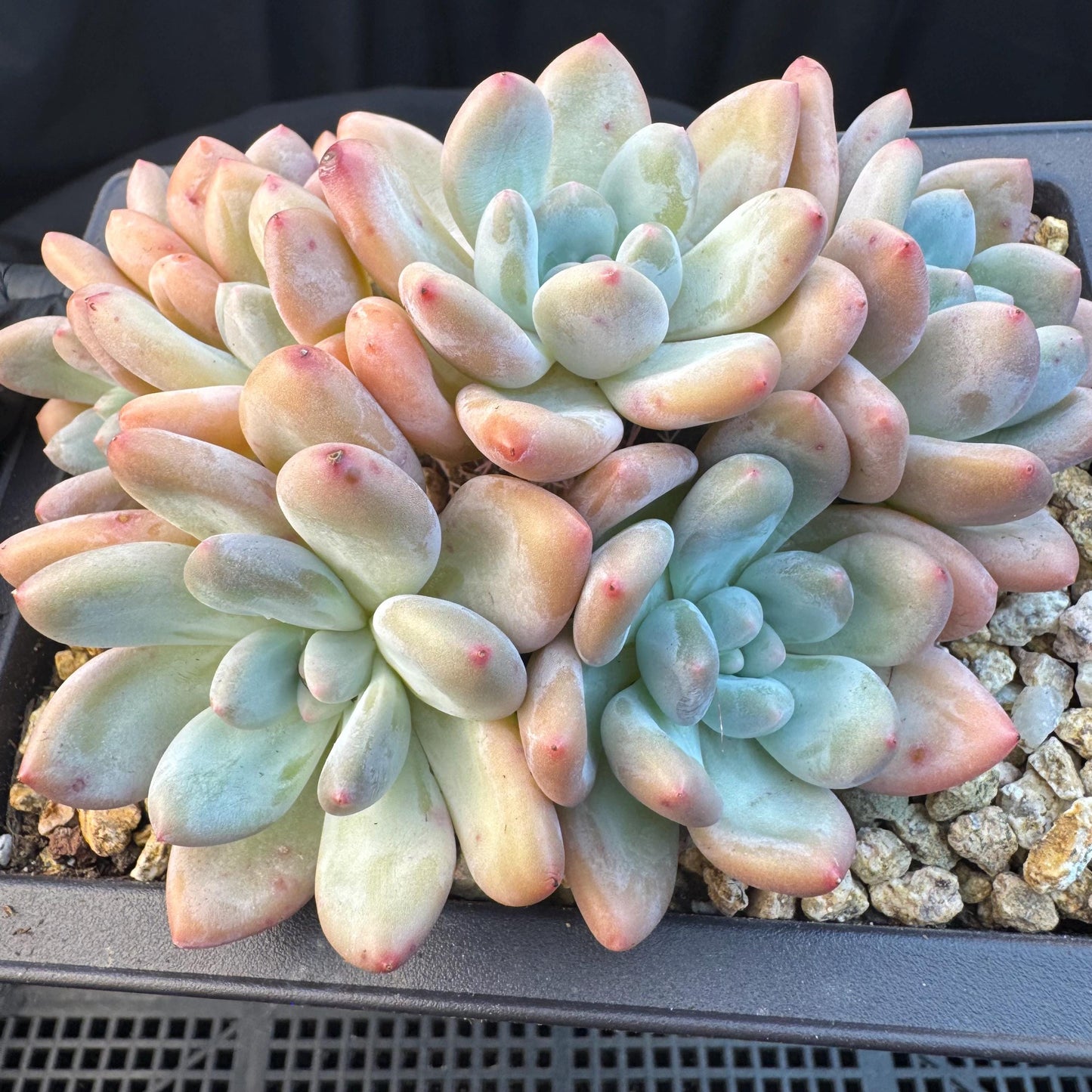 Echeveria ' Elaine Reinelt', 5.0inches, S12