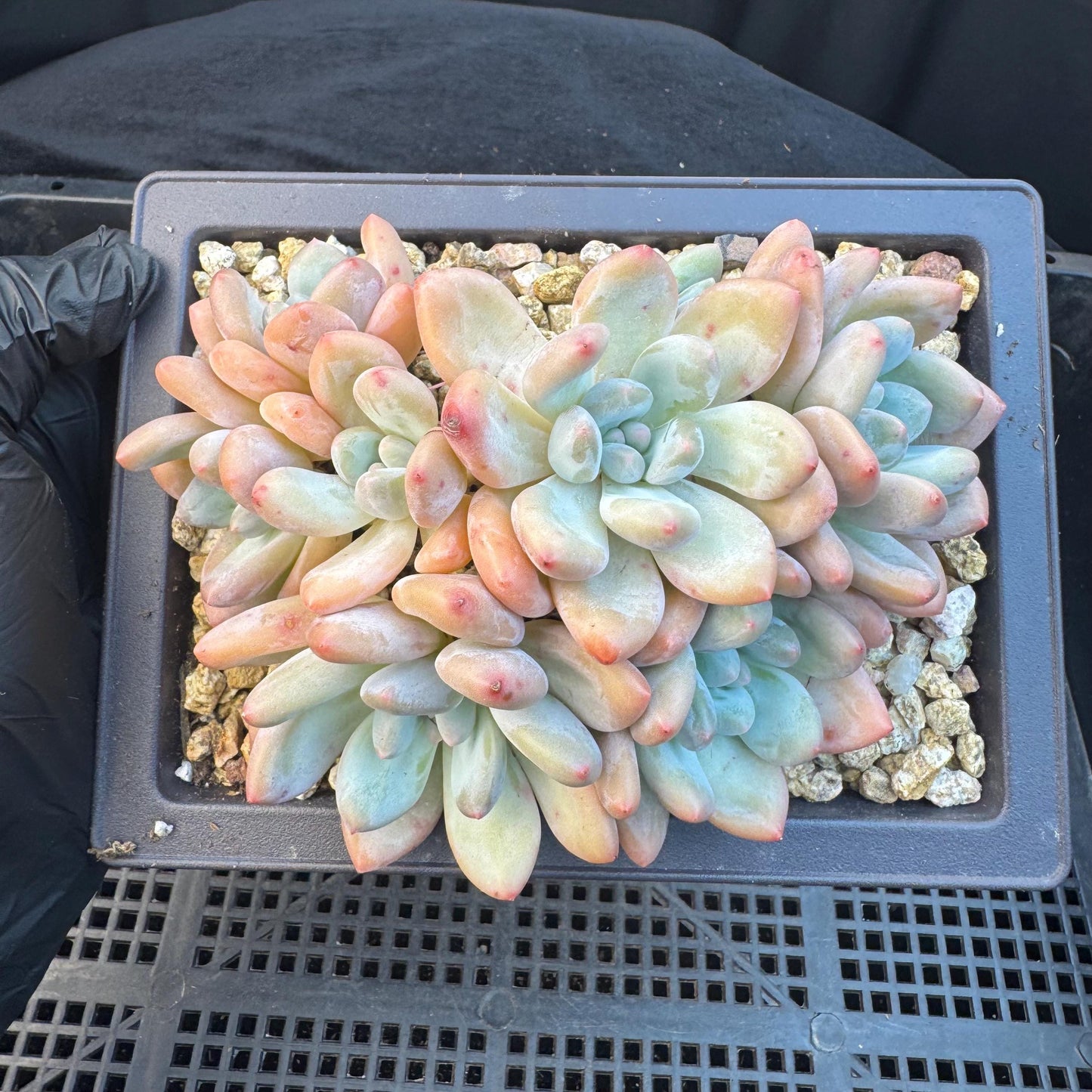 Echeveria ' Elaine Reinelt', 5.0inches, S12