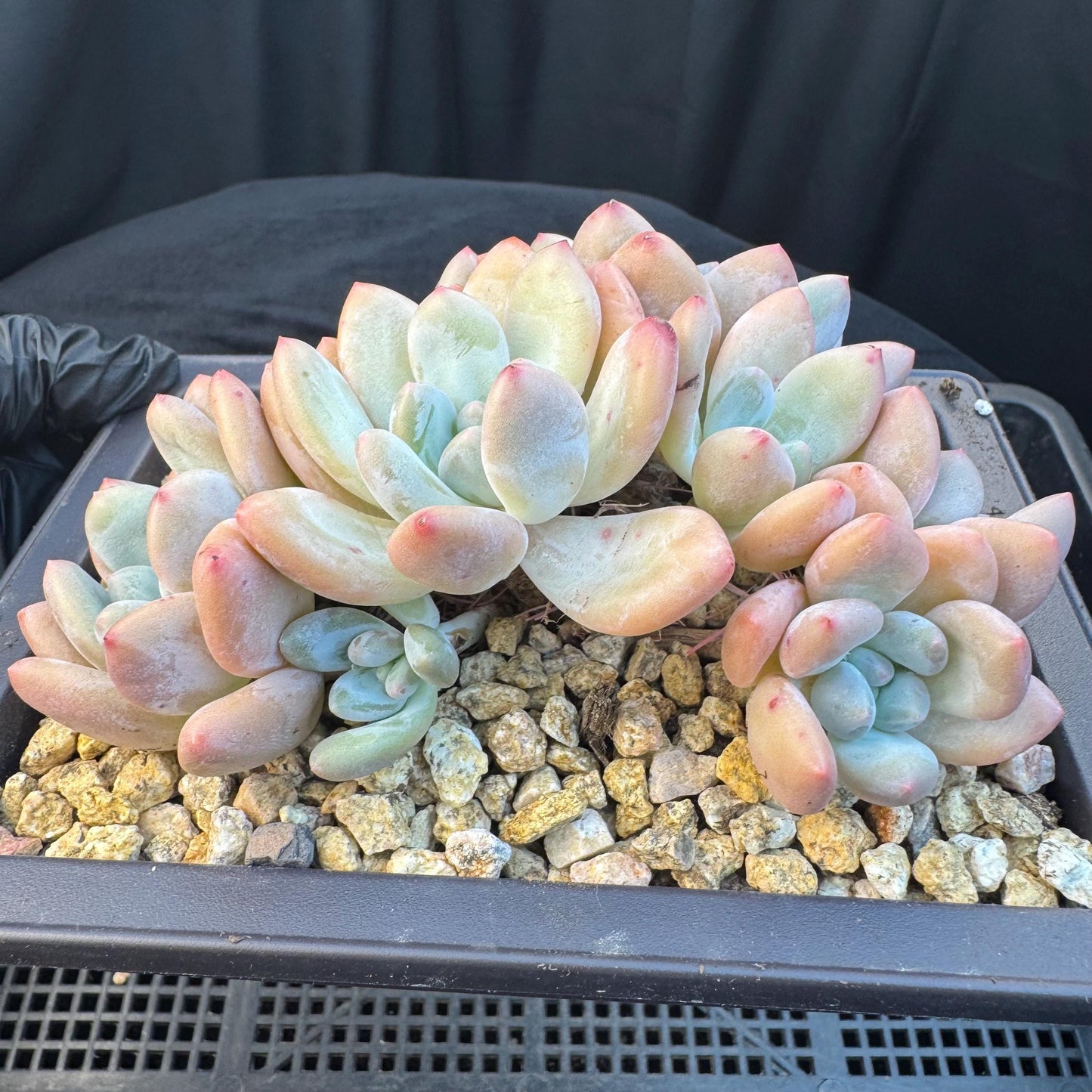 Echeveria ' Elaine Reinelt', 5.0inches, S12