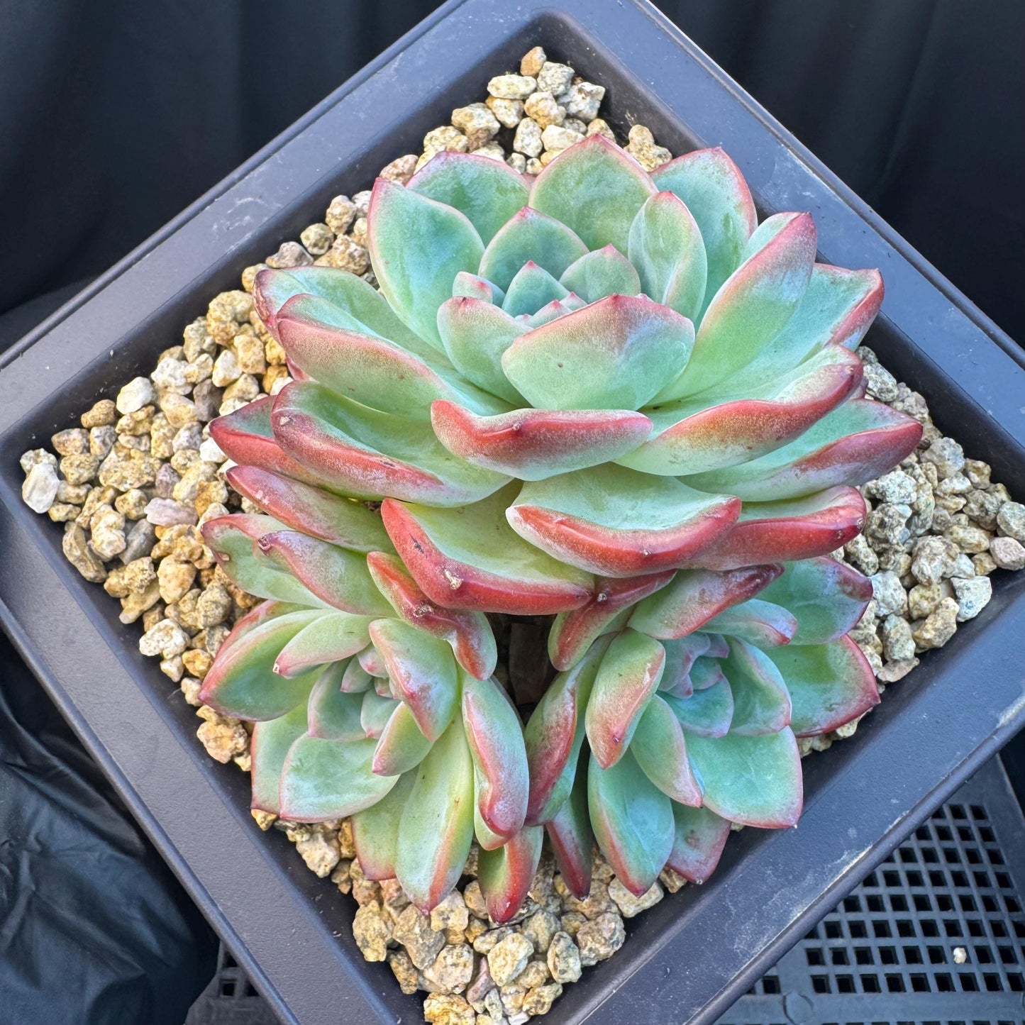 Echeveria ' strawberry puff', 3heads cluster, 5.0inches, S13